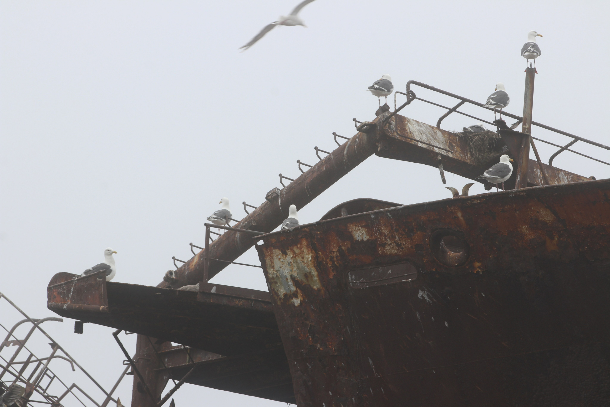 Камчатка и о. Парамушир. Июль 2024. Путешественник-фотограф из Санкт-Петербурга Татьяна Свистулина