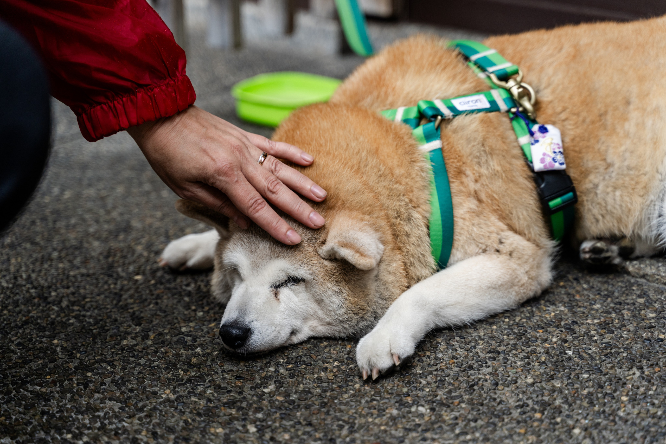Фототур в Японию