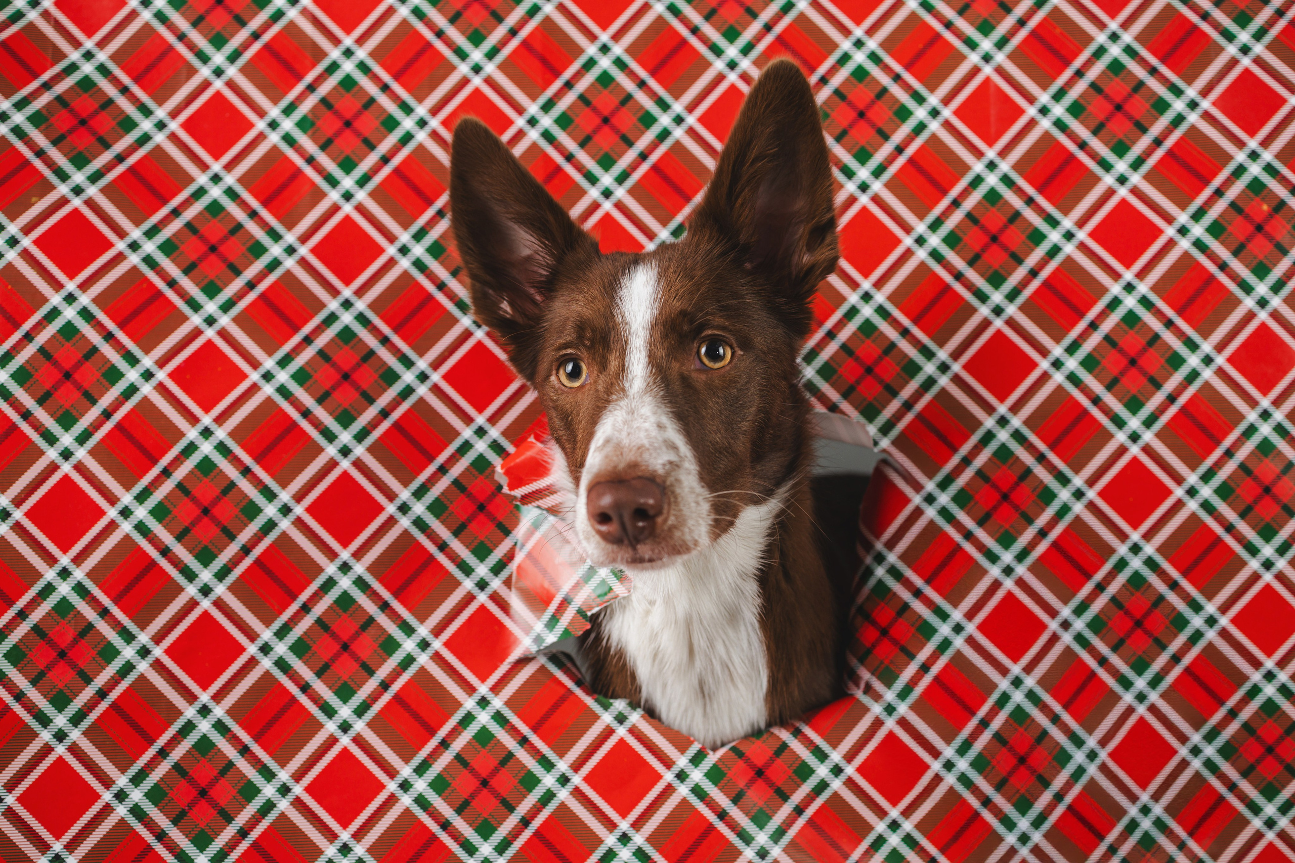 Воркшоп по импульсному свету