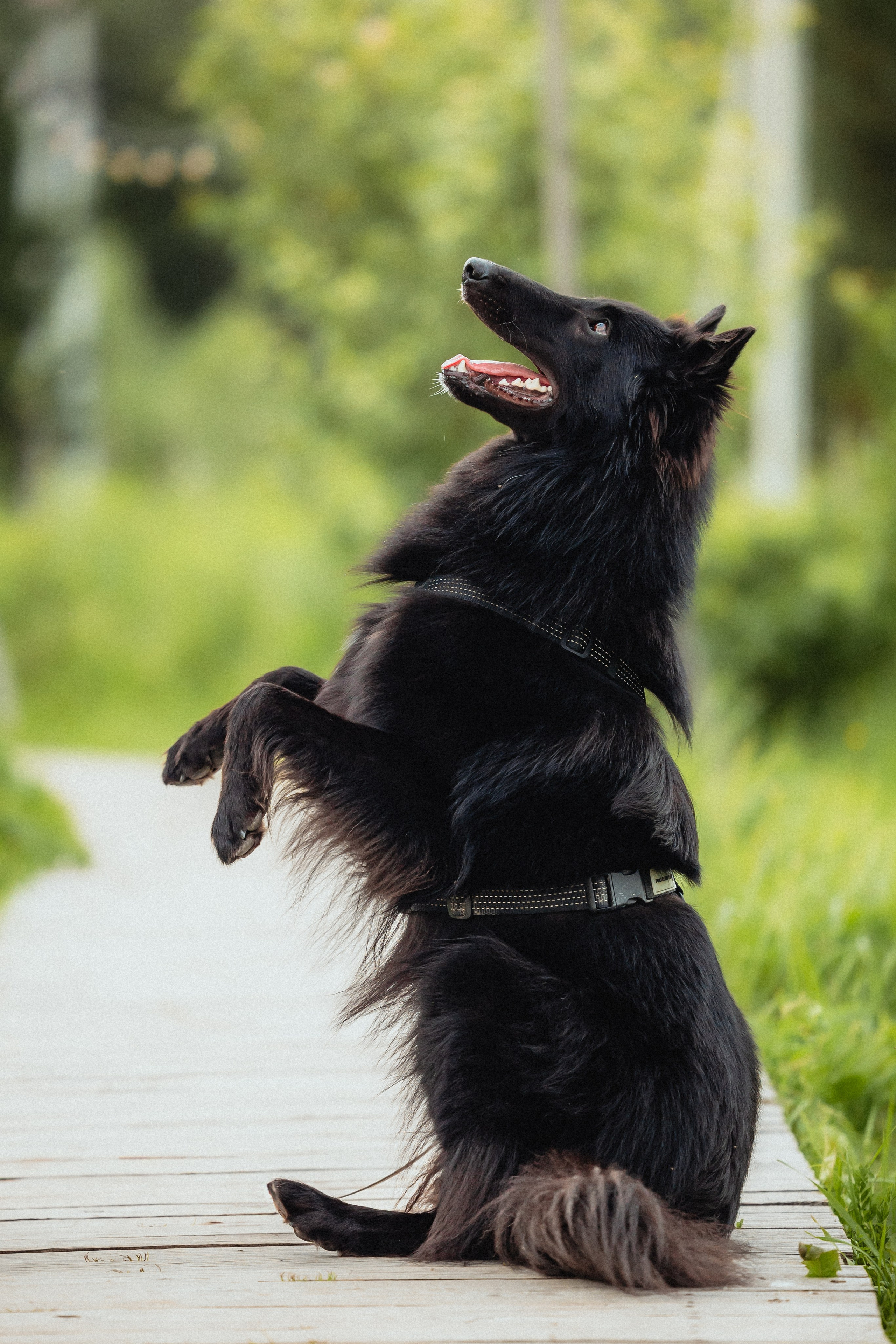 Выездной дог-тренинг от школы «Шерсть имею»