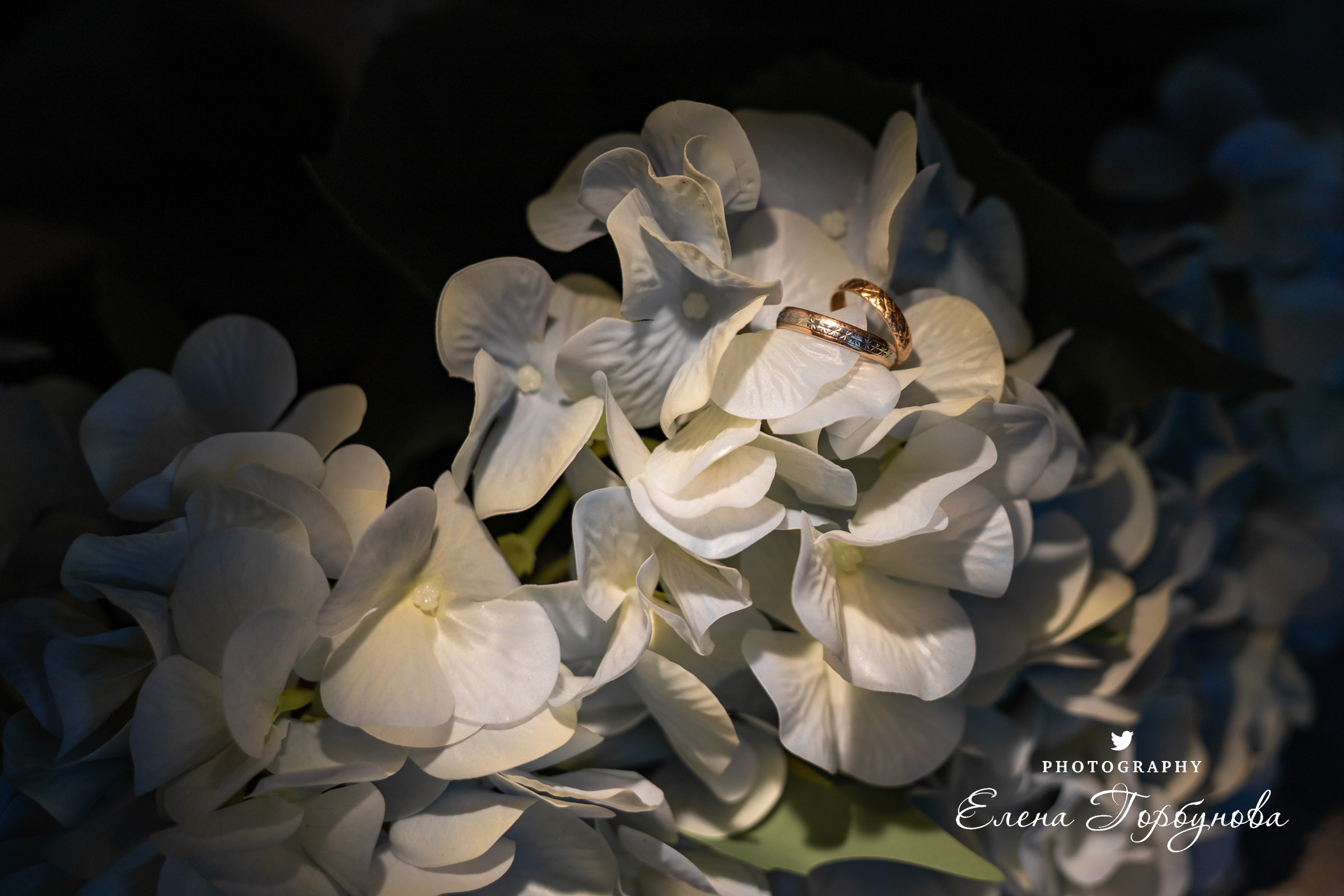 кольца обручальные на фоне гортензии на фоне цветов. с подсветкой