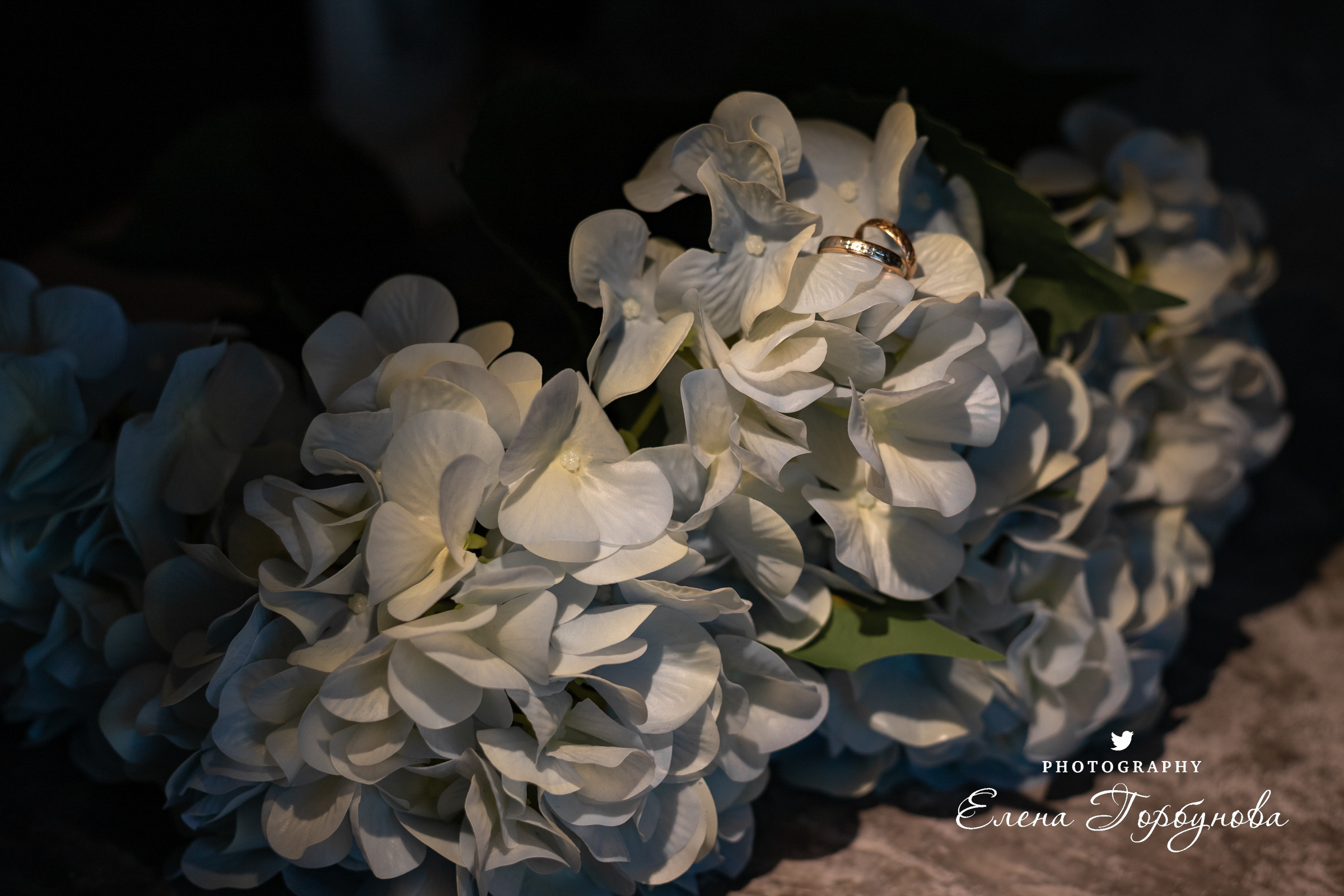 кольца обручальные на фоне гортензии на фоне цветов. с подсветкой