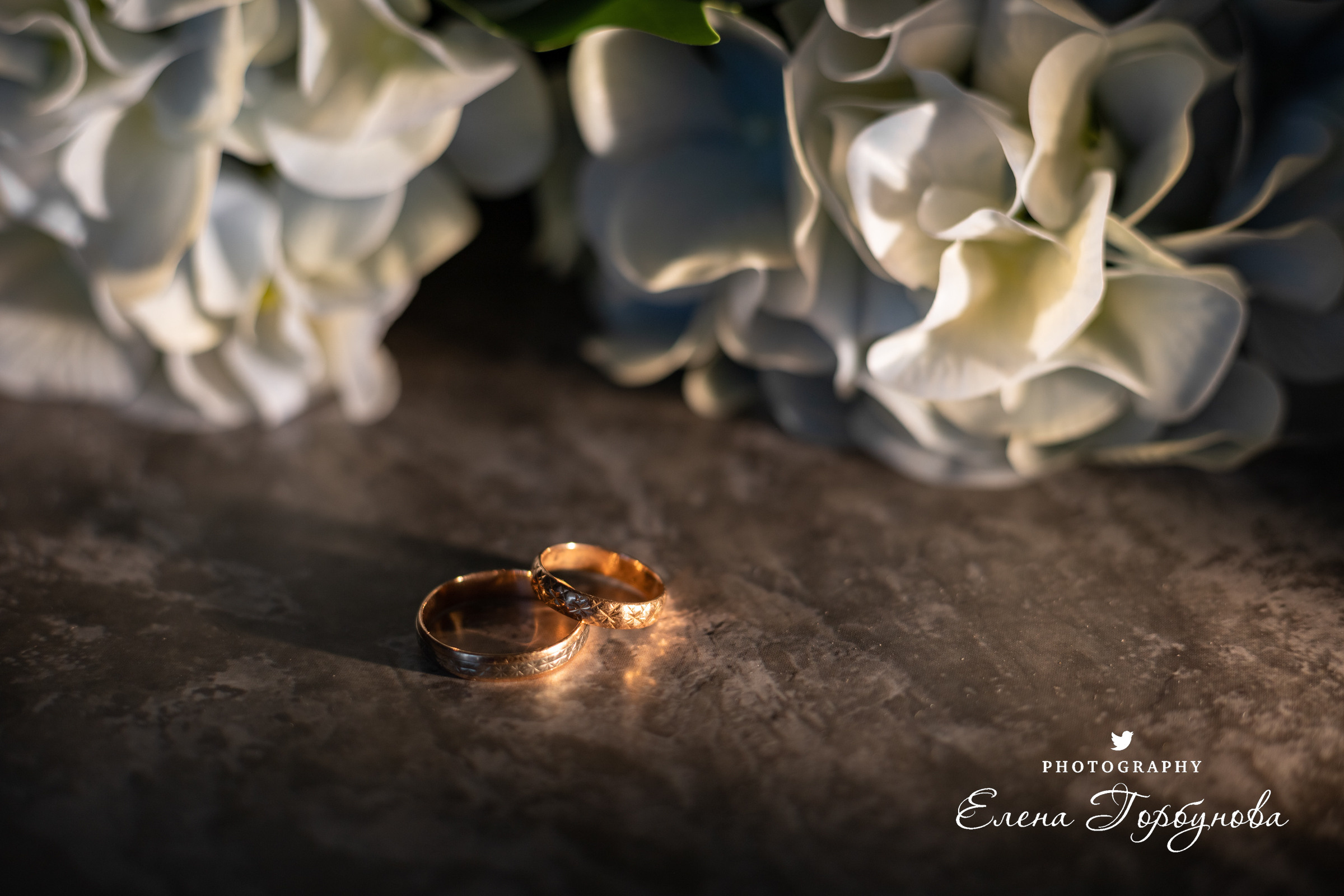 кольца обручальные на фоне гортензии на фоне цветов. с подсветкой