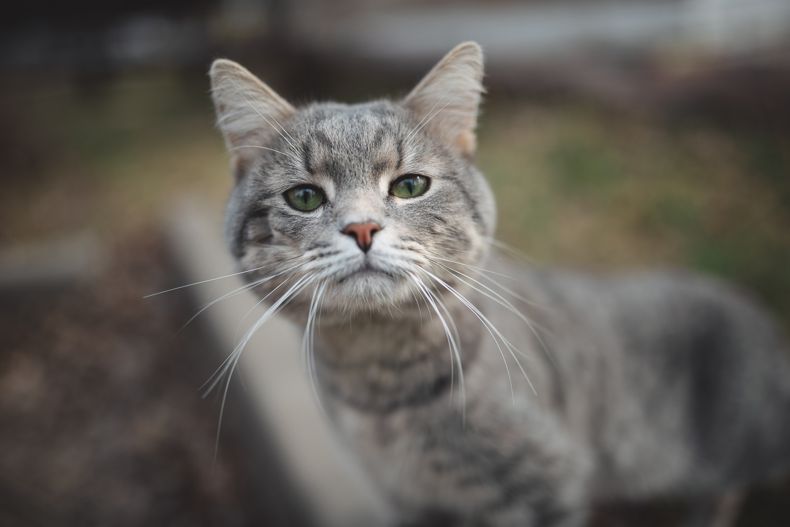 Невидимый спектр. Komonev