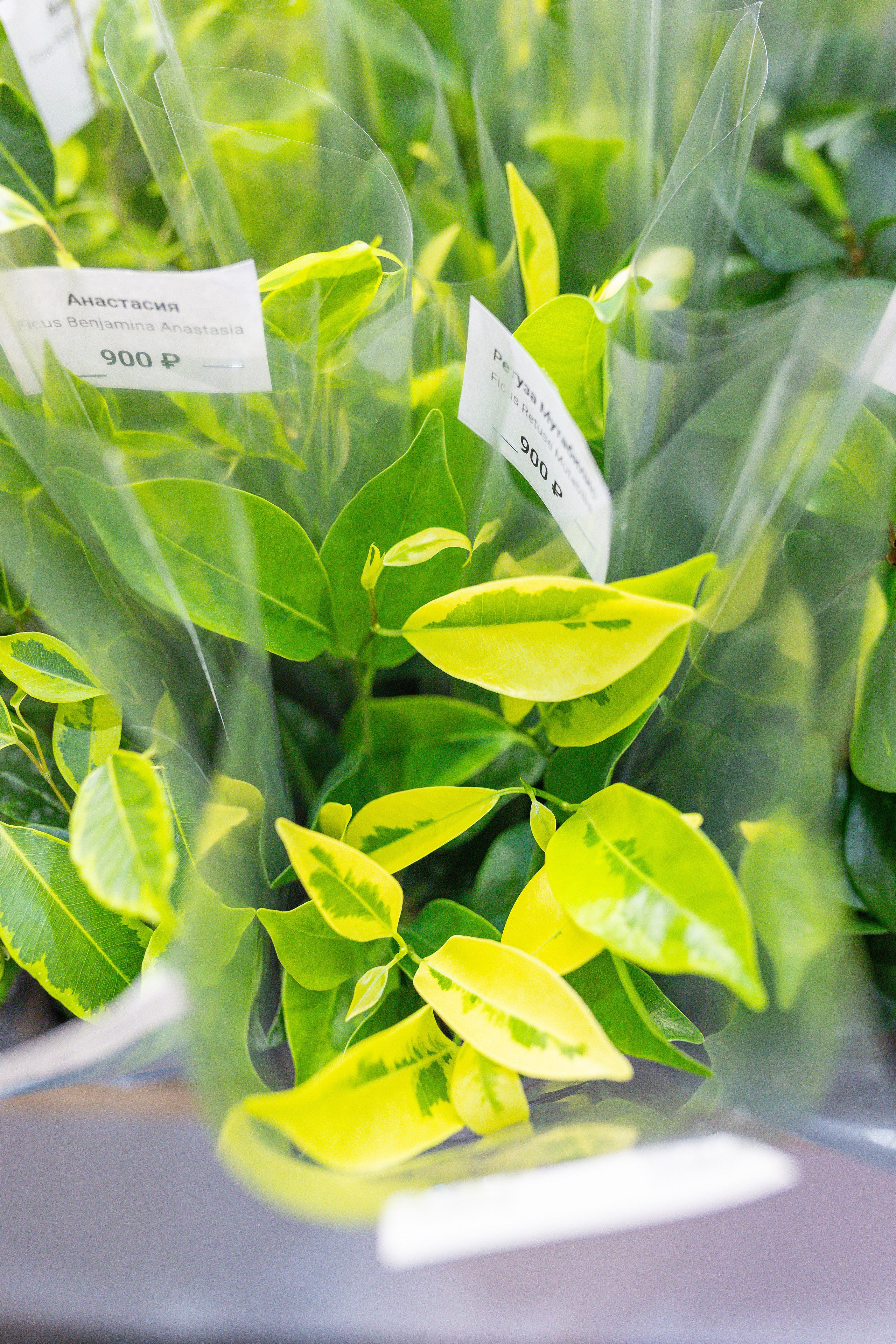 Орхидиум 12.2025. Александра Куликова фотограф, Москва