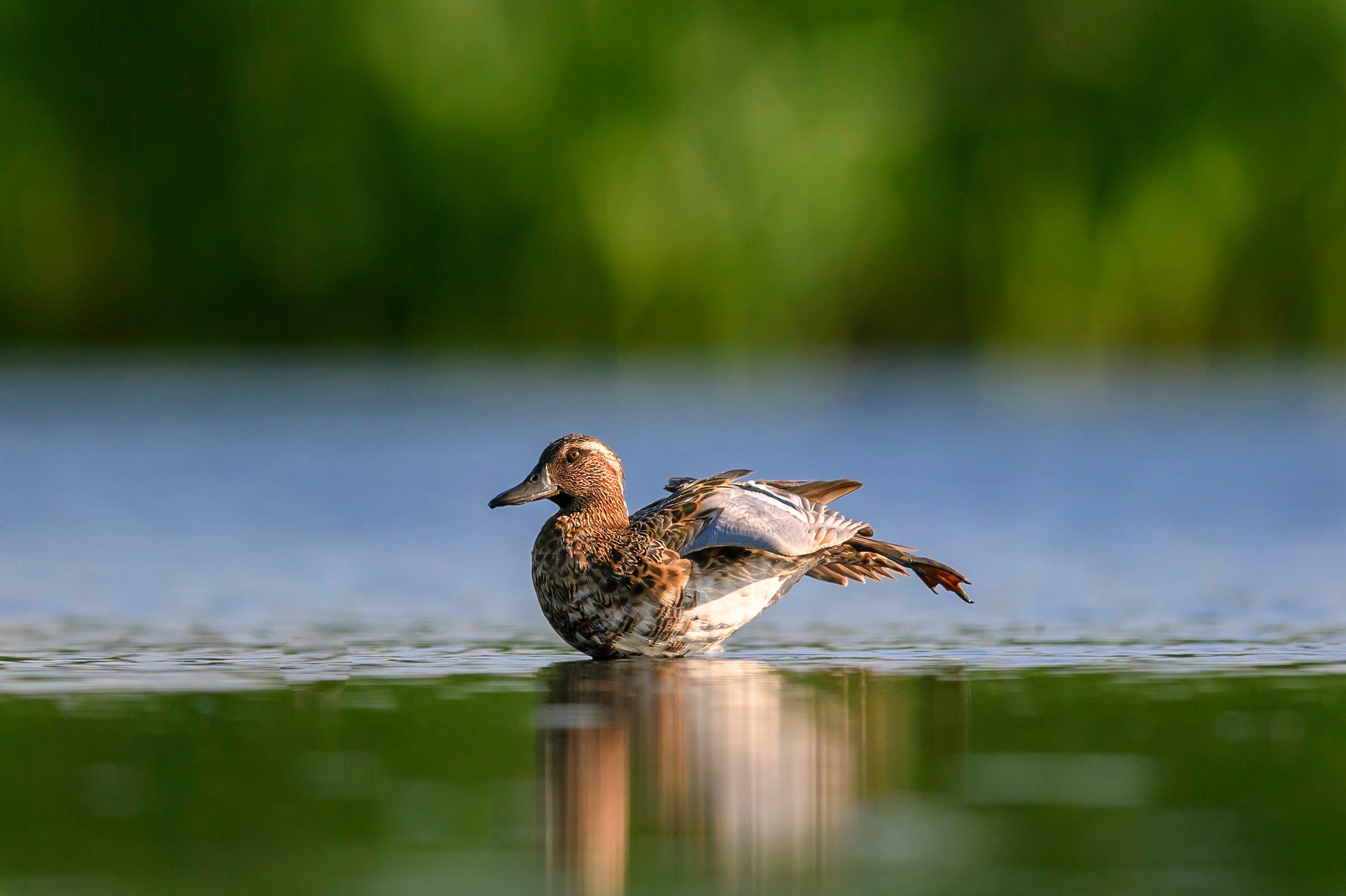 Чирки. Wildlife photography by Sergey Puponin