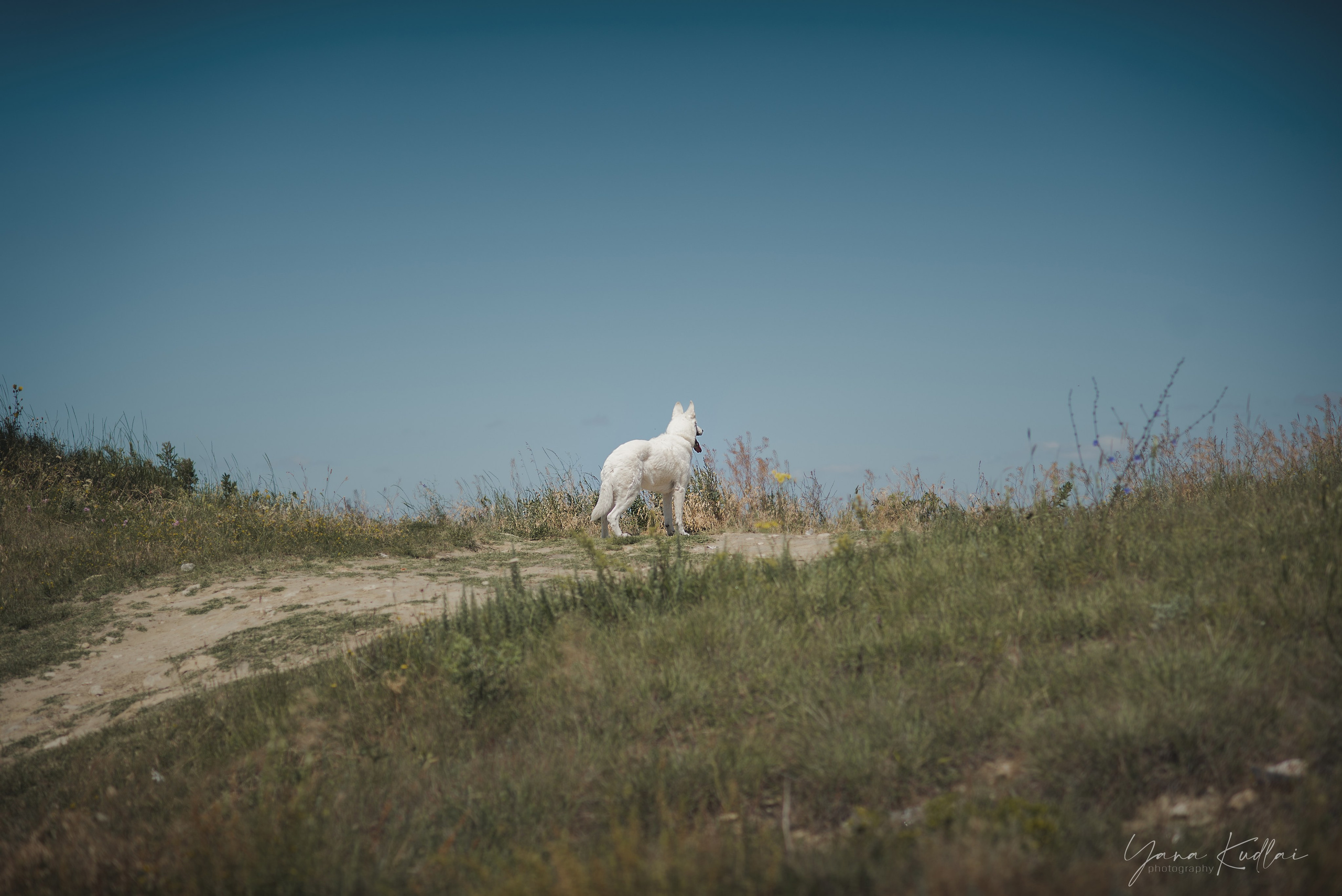 Одно солнечное утро. Фотограф анималист Ставрополь Яна Кудлай
