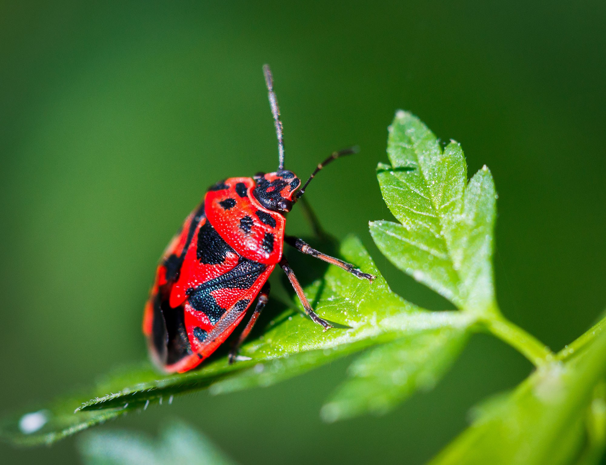свадебный фотограф Геленджик