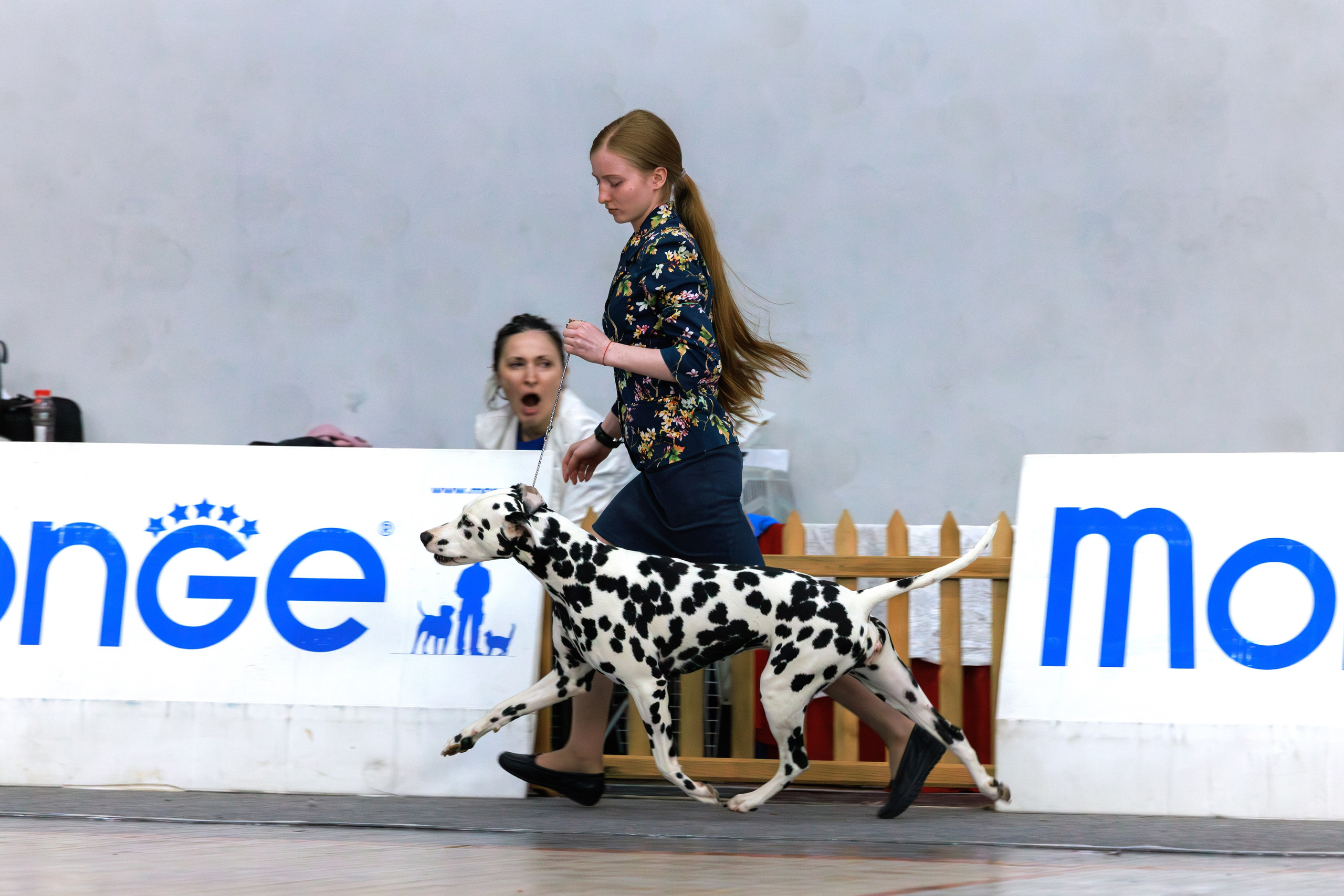 Ереван 2х CACIB 29-30.04.2025. Фотограф-анималист Юлия Германика