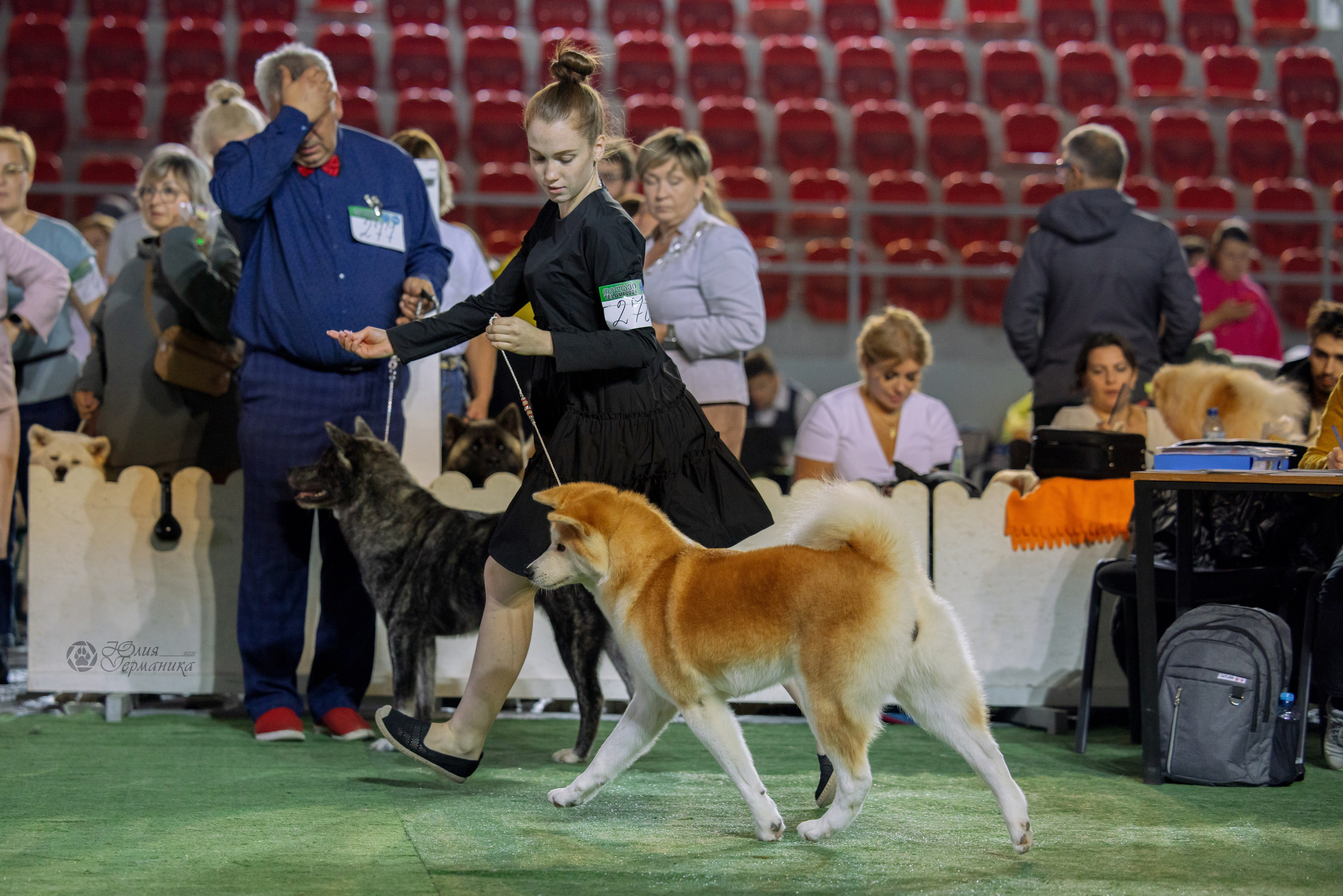 Грузия,Телави 2хCACIB 19-20.10.2024. Фотограф-анималист Юлия Германика