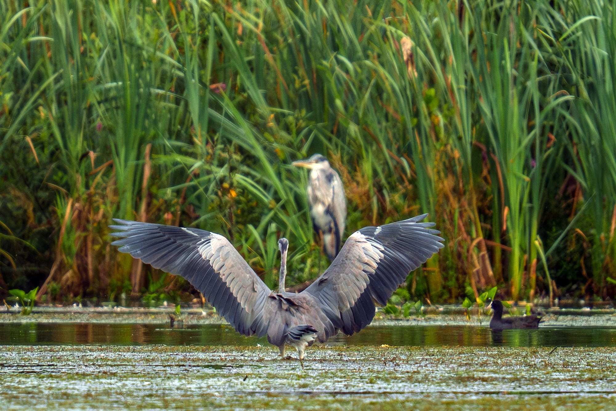 Удивительные мир птиц. Вокруг нас столько прекрасного — присмотритесь!. Ваш личный фотограф Марина Волкова