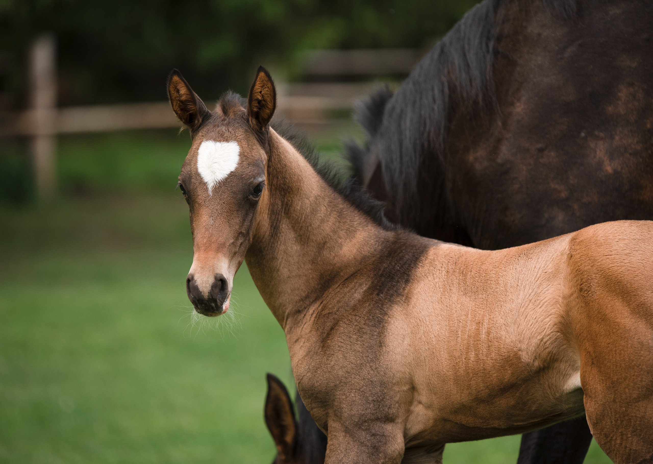 Портрет лошади, лошадь, конь, фото лошади, фотография лошади, конный фотограф, съемка лошадей, фотограф лошадей, конная фотография, конный фотограф, конный фотограф в спб, профессиональный фотограф спб, фотограф спб, ахалтекинец, рысак, спортивная лошадь, конный клуб, фотосессия с лошадьми, тракененская лошадь, тяжеловоз, лошадь, жеребцы, игры жеребцов, табун, в табуне, свободные лошади, жеребенок
