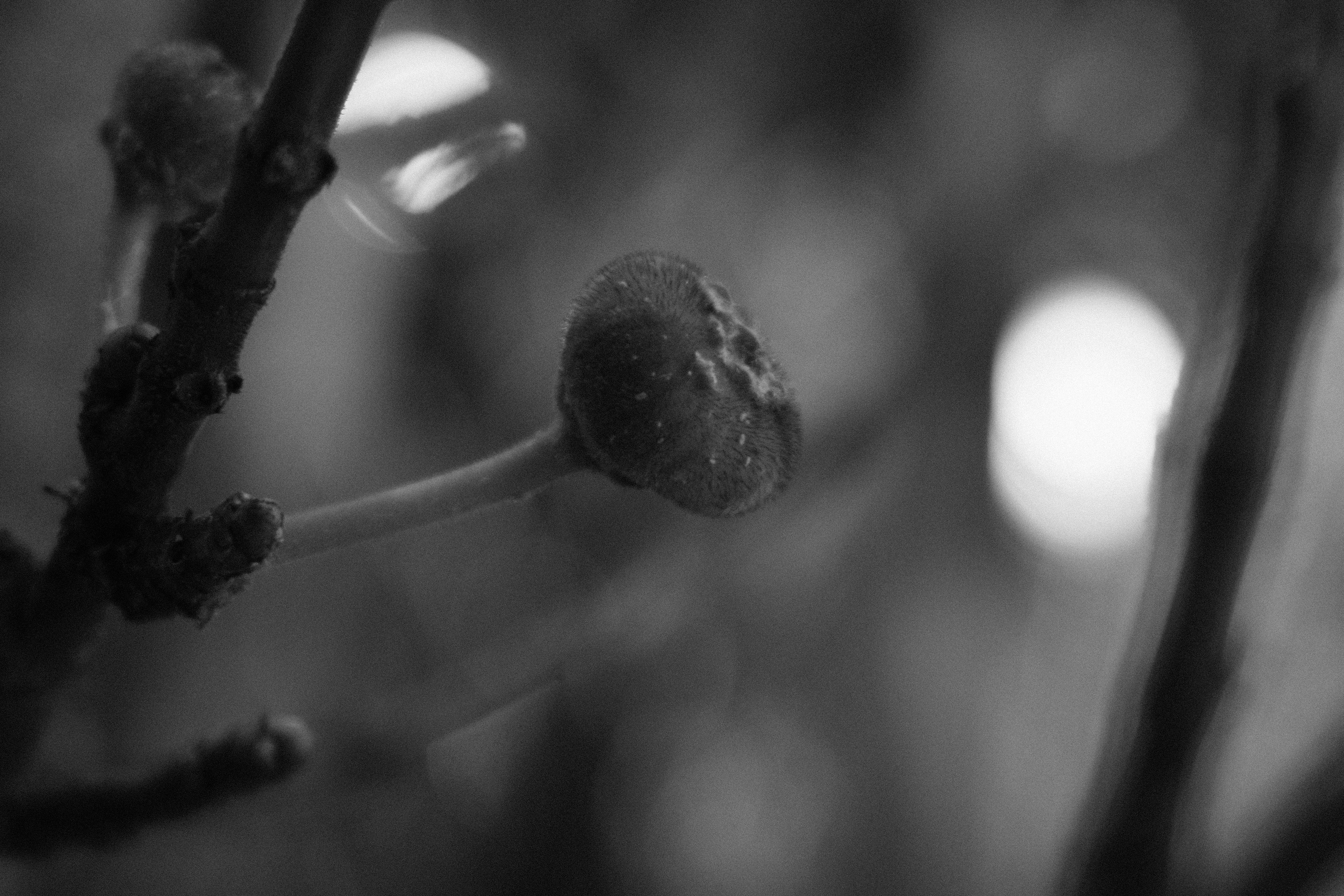 Аптекарский огород. Профессиональный фотограф в Москве Захар Ишутин