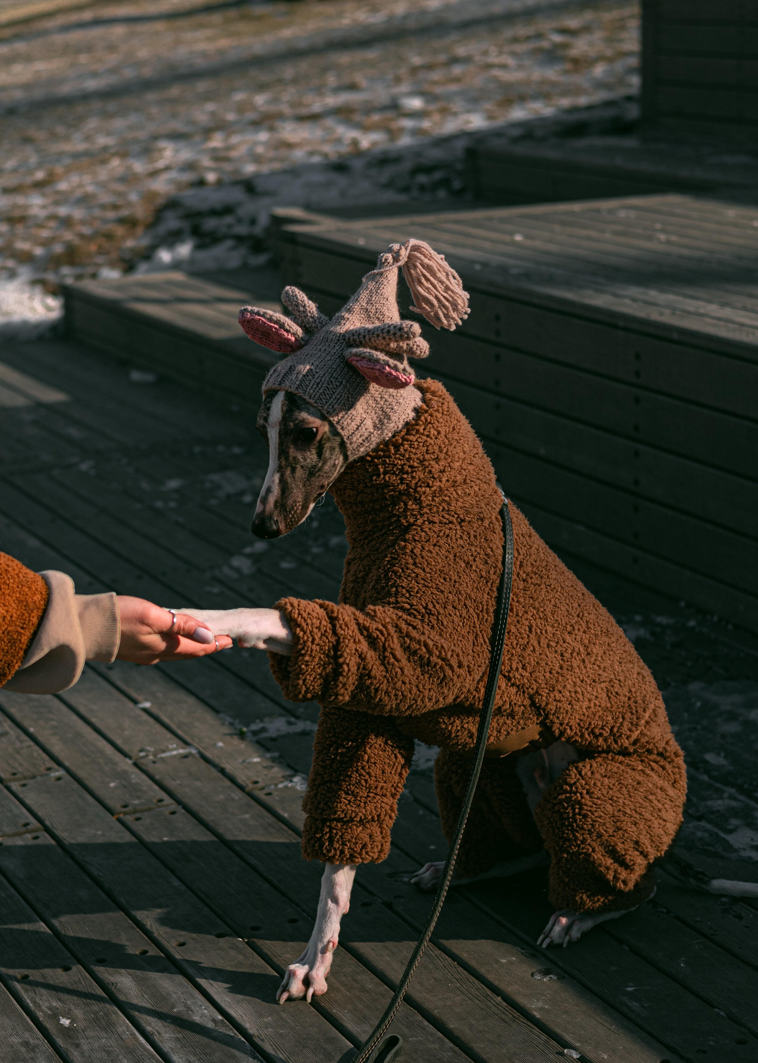 Алёна и Дос. Фотограф — анималист Владивосток, Алина