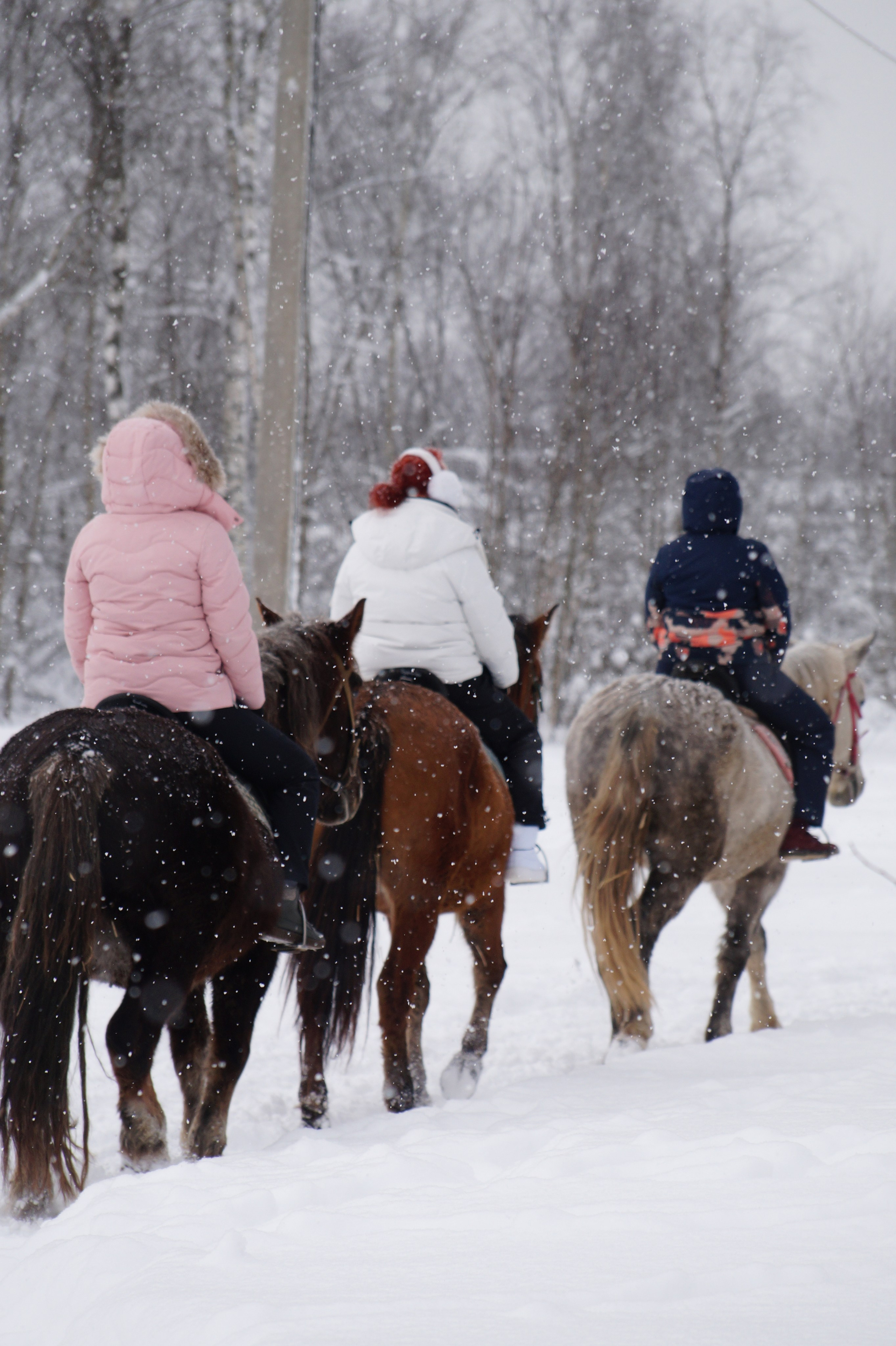 Лошадинг | 11.01.2026. Галерея Фантим