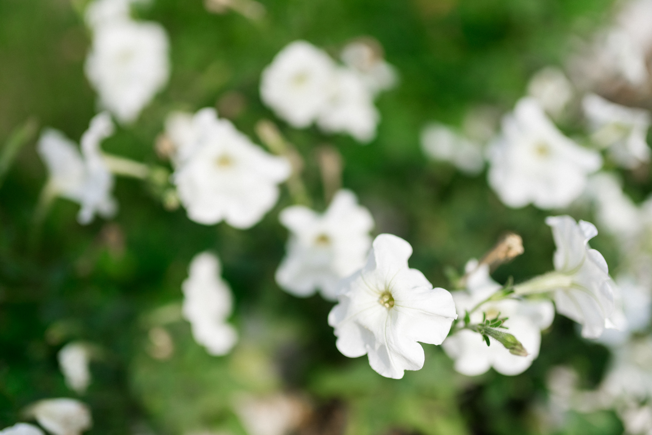 ВСМО Сибирь. Сергей Богомолов. Свадебный и семейный фотограф