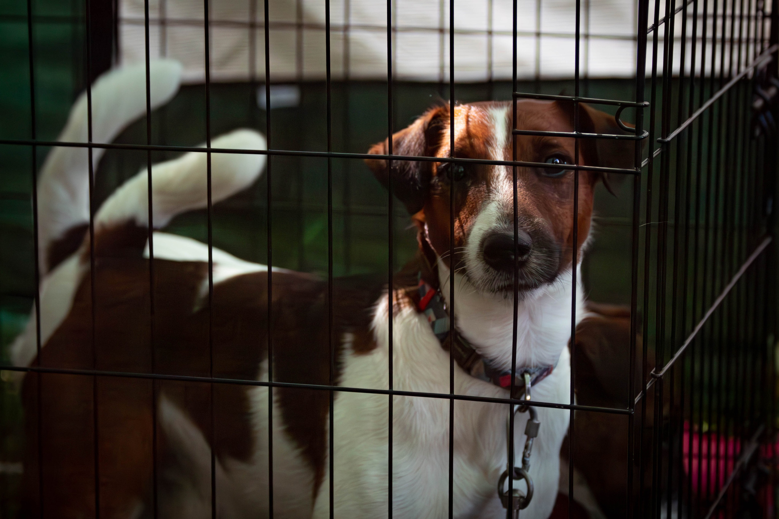 Репортажная съемка в Туле. Фотограф анималист — Тула, Москва