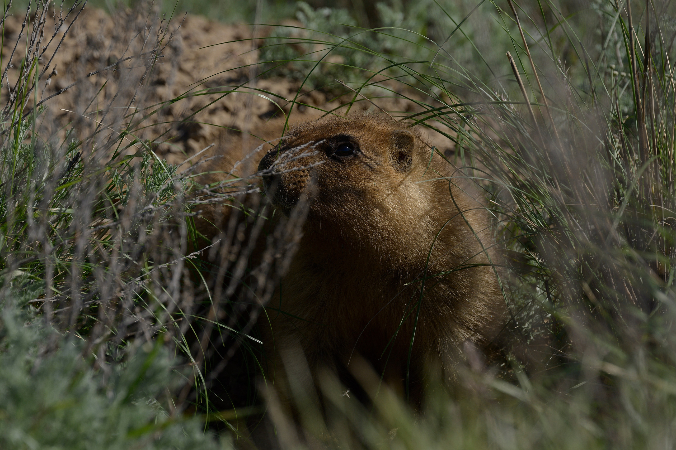 Оренбуржье. Портретный фотограф в Челябинске Катерина Руди