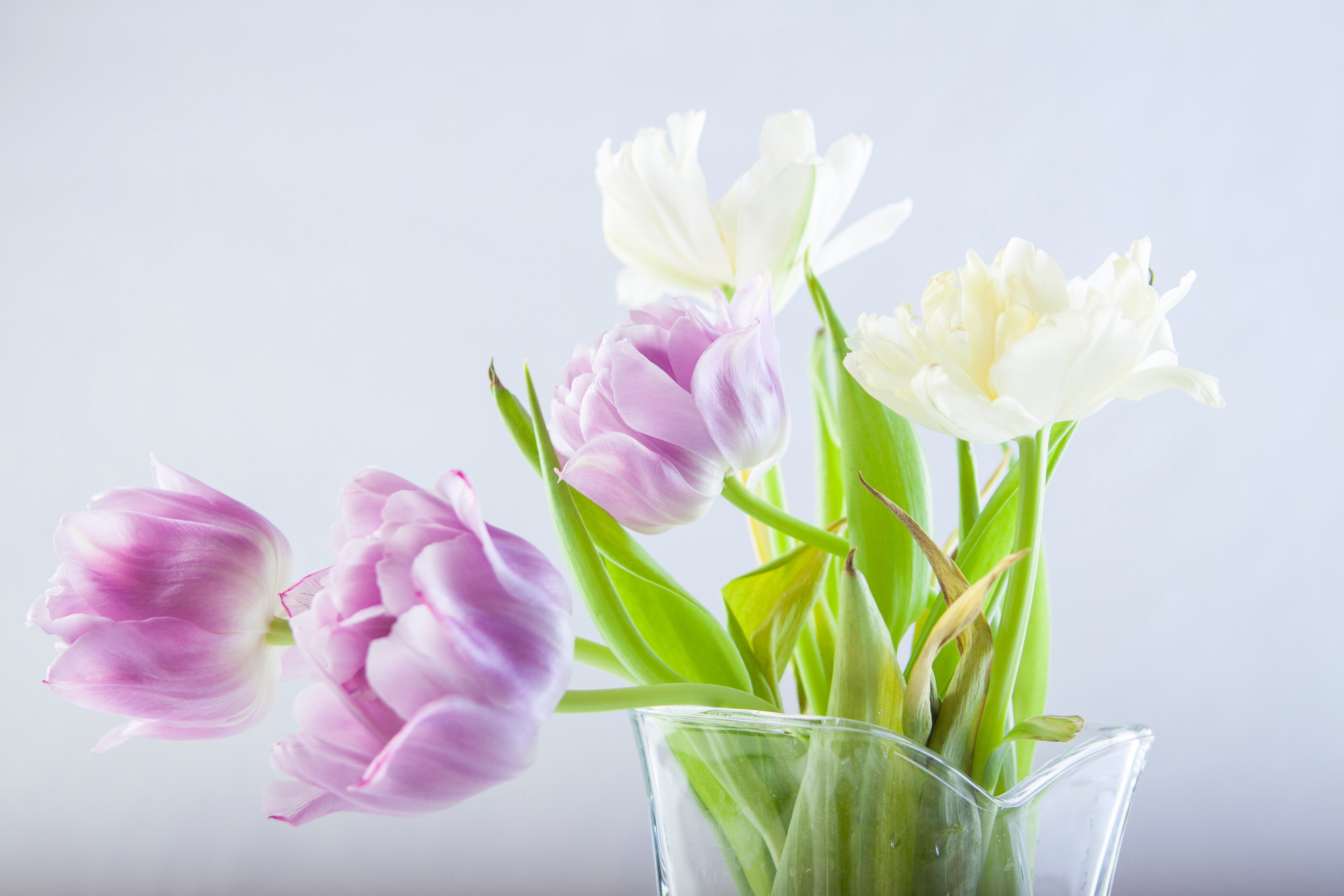 Цветы. Мария Пичугина — фотограф в Петергофе — Санкт-Петербурге