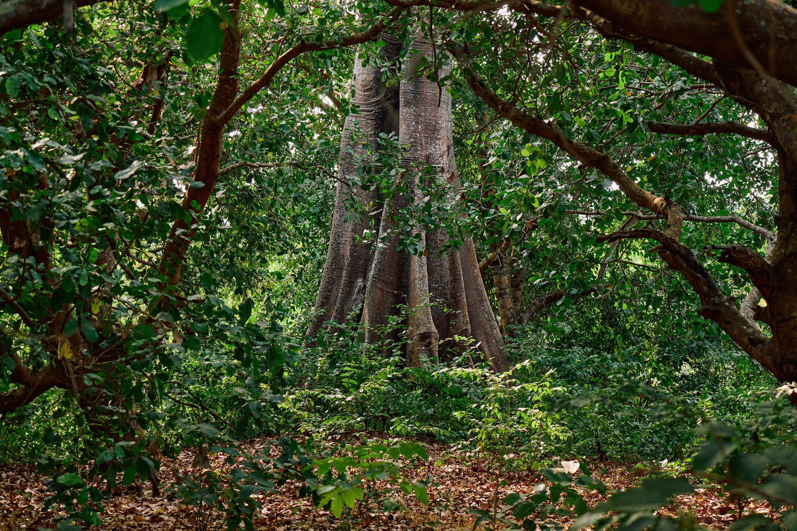 Guinea-Bissau. See the moment and catche. commercial and reportage