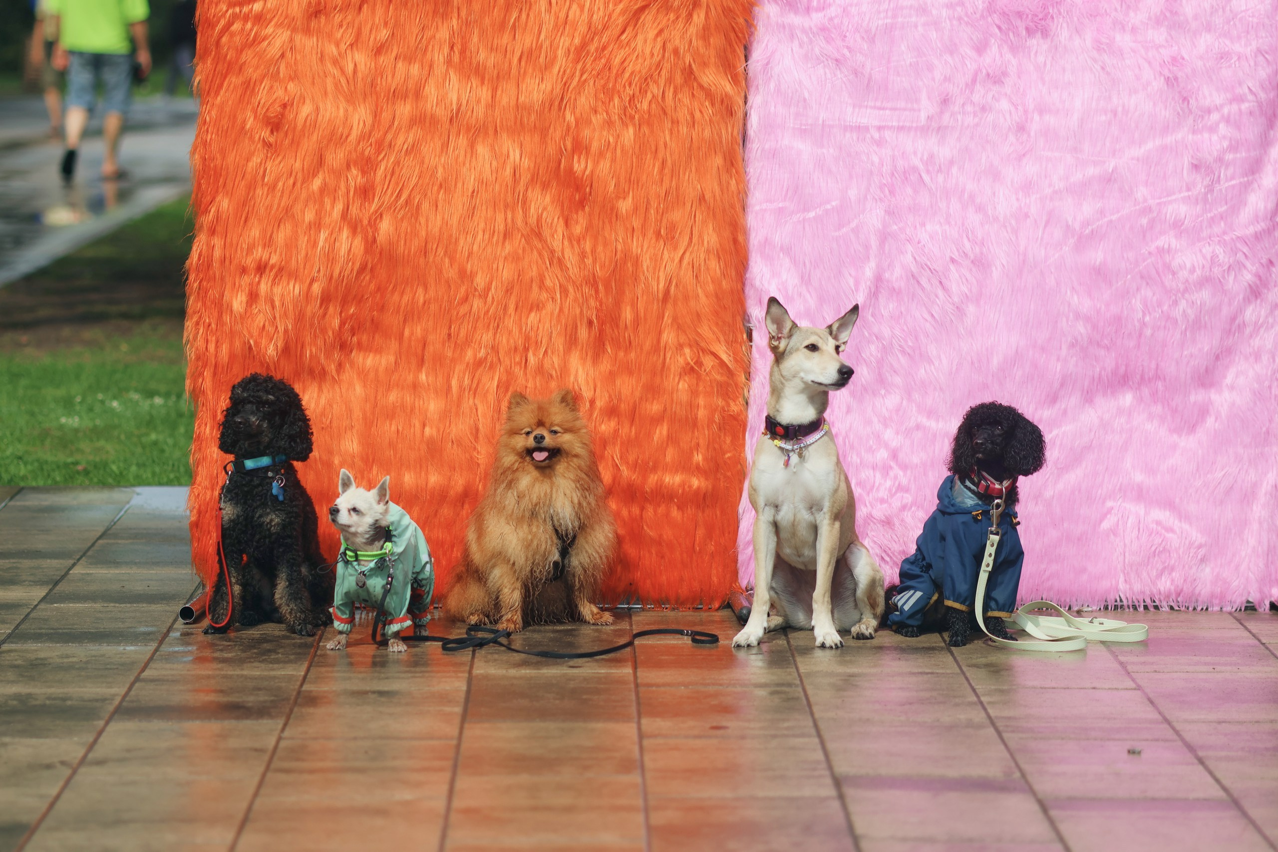 Четыре Лапы. Свадебный и репортажный фотограф Дмитрий Кононенко