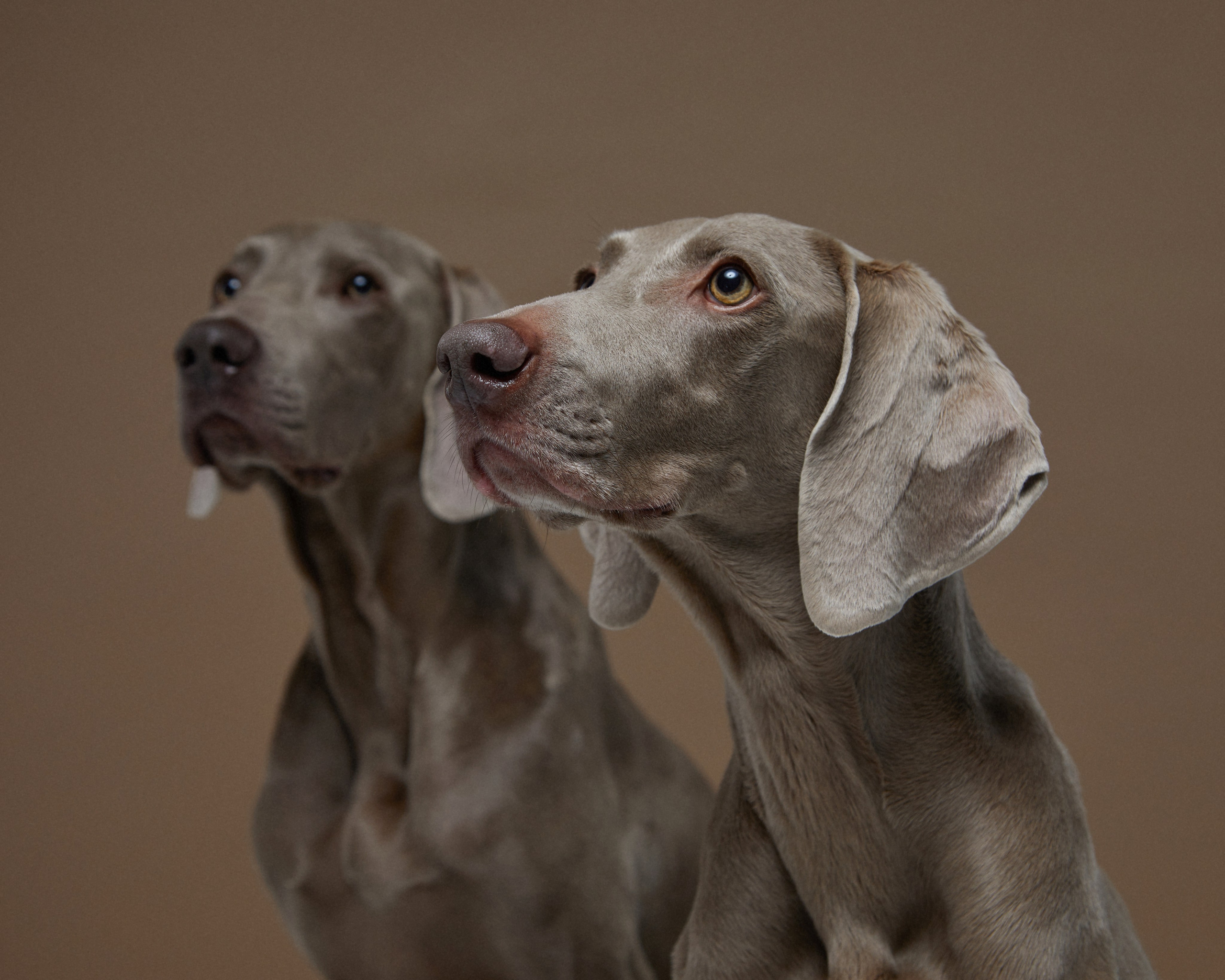 Pets Photography / Фотограф Собак