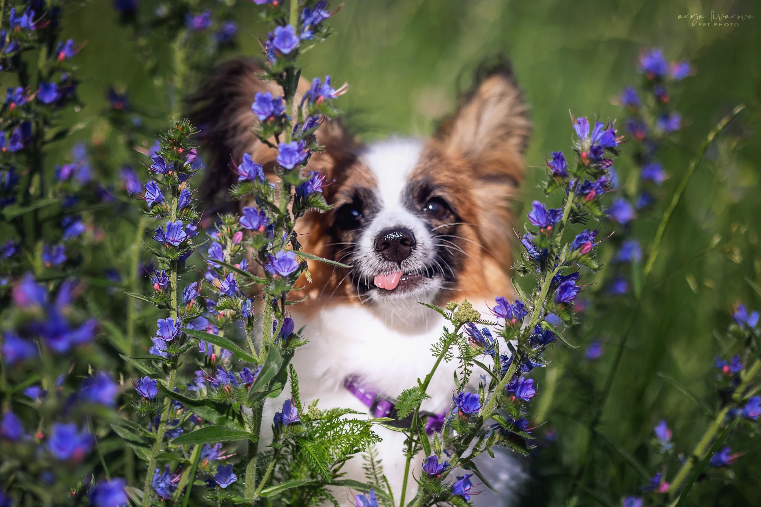 Хьюстон. Фотограф анималист Аня Ливанова | Рыбинск