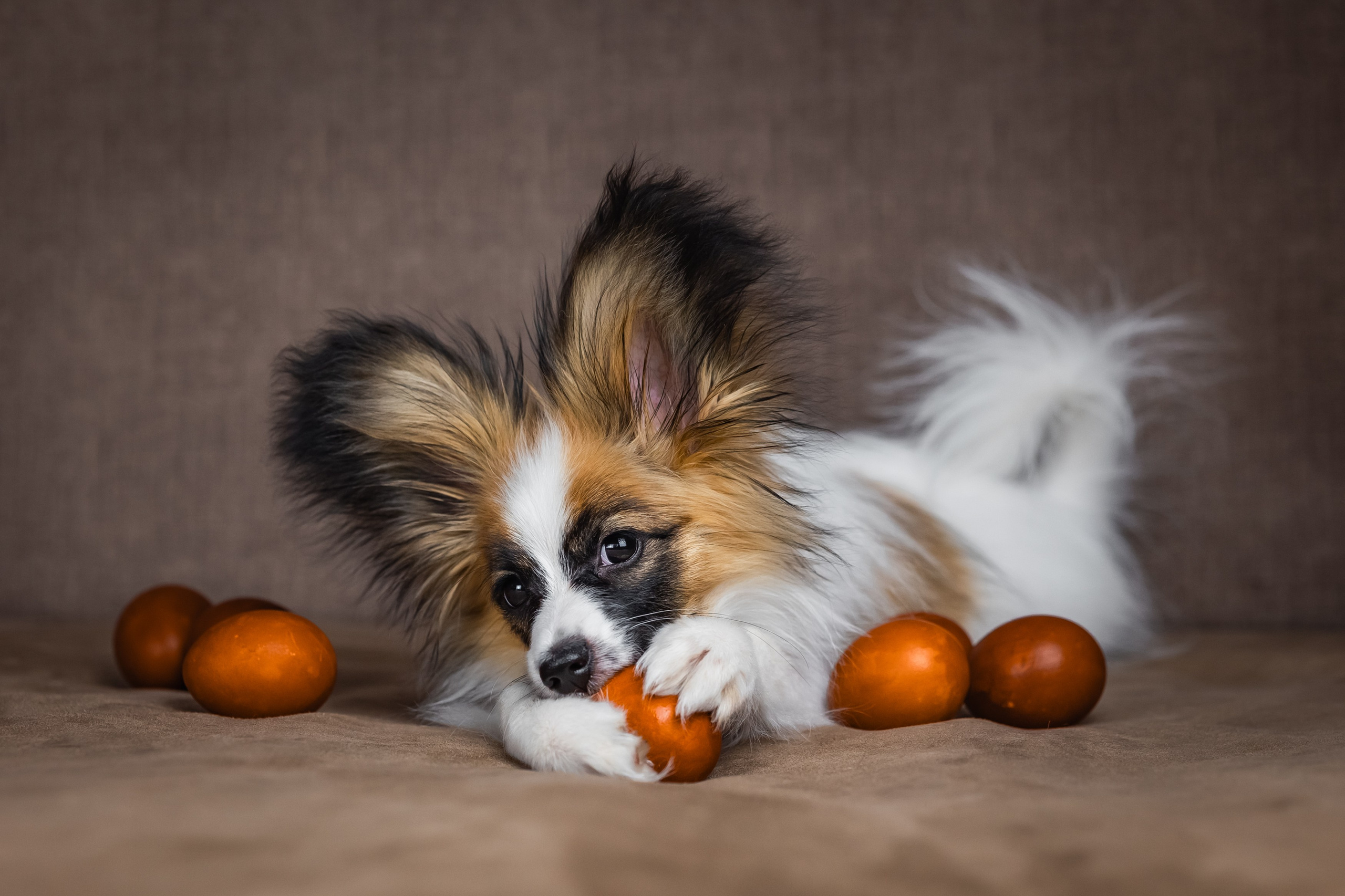 Хьюстон. Фотограф анималист Аня Ливанова | Рыбинск