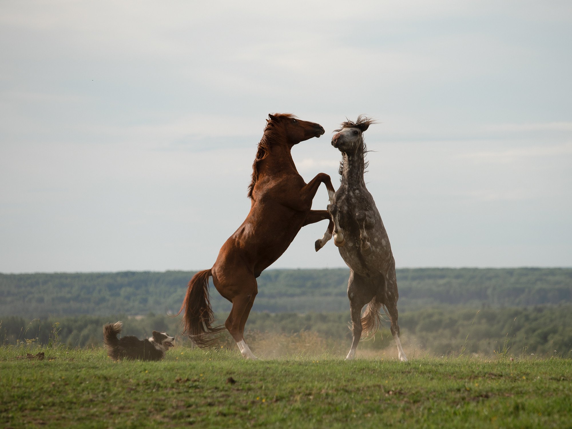 Портрет лошади, лошадь, конь, фото лошади, фотография лошади, конный фотограф, съемка лошадей, фотограф лошадей, конная фотография, конный фотограф, конный фотограф в спб, профессиональный фотограф спб, фотограф спб, ахалтекинец, рысак, спортивная лошадь, конный клуб, фотосессия с лошадьми, тракененская лошадь, тяжеловоз, лошадь, жеребцы, игры жеребцов, табун, в табуне, свободные лошади