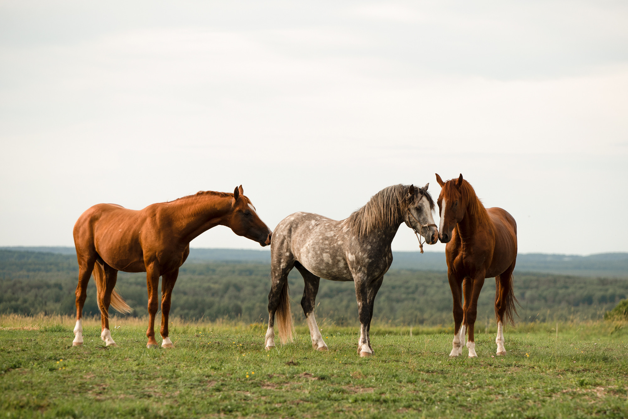Портрет лошади, лошадь, конь, фото лошади, фотография лошади, конный фотограф, съемка лошадей, фотограф лошадей, конная фотография, конный фотограф, конный фотограф в спб, профессиональный фотограф спб, фотограф спб, ахалтекинец, рысак, спортивная лошадь, конный клуб, фотосессия с лошадьми, тракененская лошадь, тяжеловоз, лошадь, жеребцы, игры жеребцов, табун, в табуне, свободные лошади