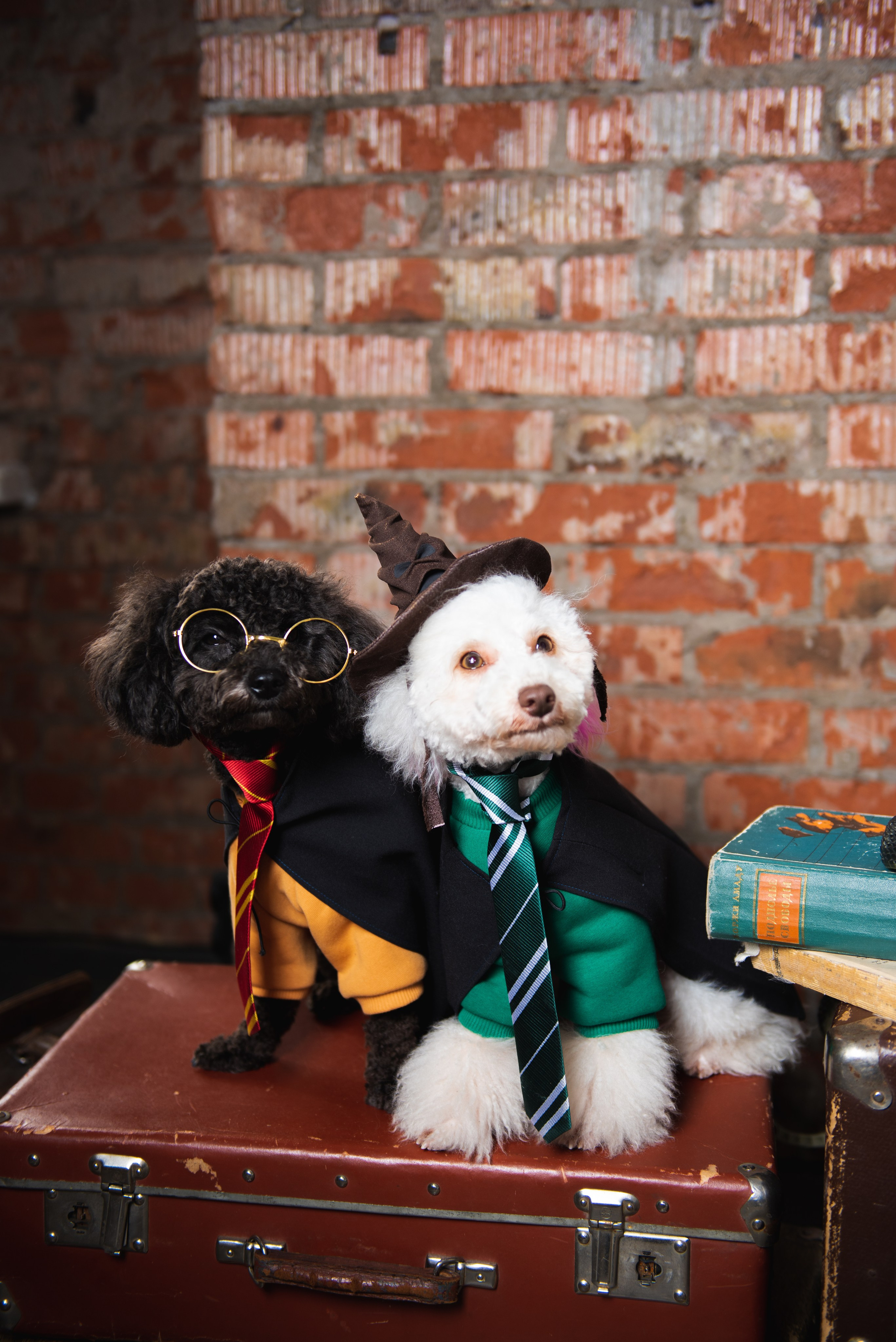 Pets. Фотограф в Москве Daria Lens