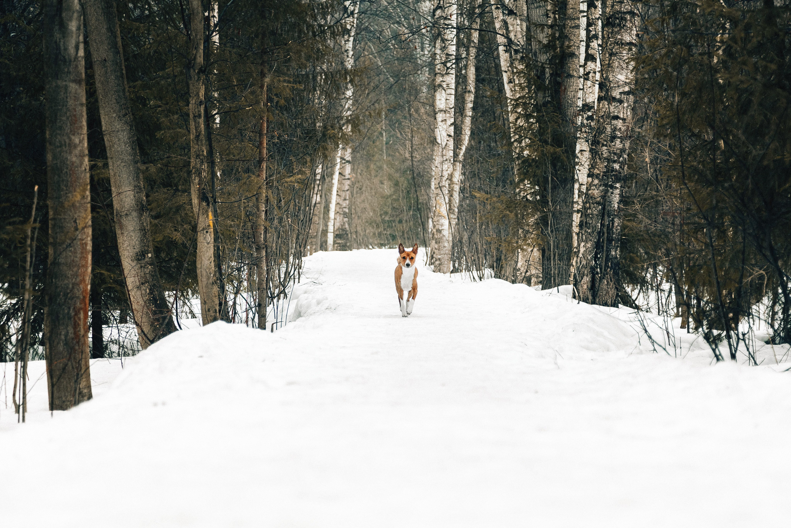 Басенджи Мэнни. Htykk_photo