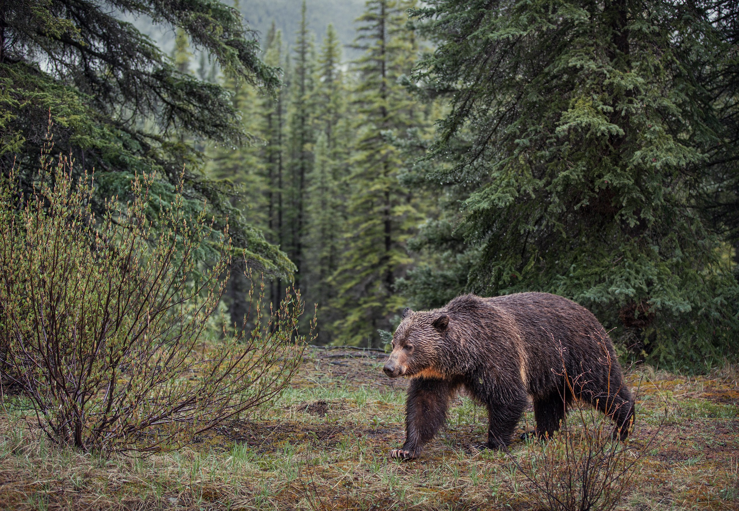 Канада. Фотограф Владимир Медведев