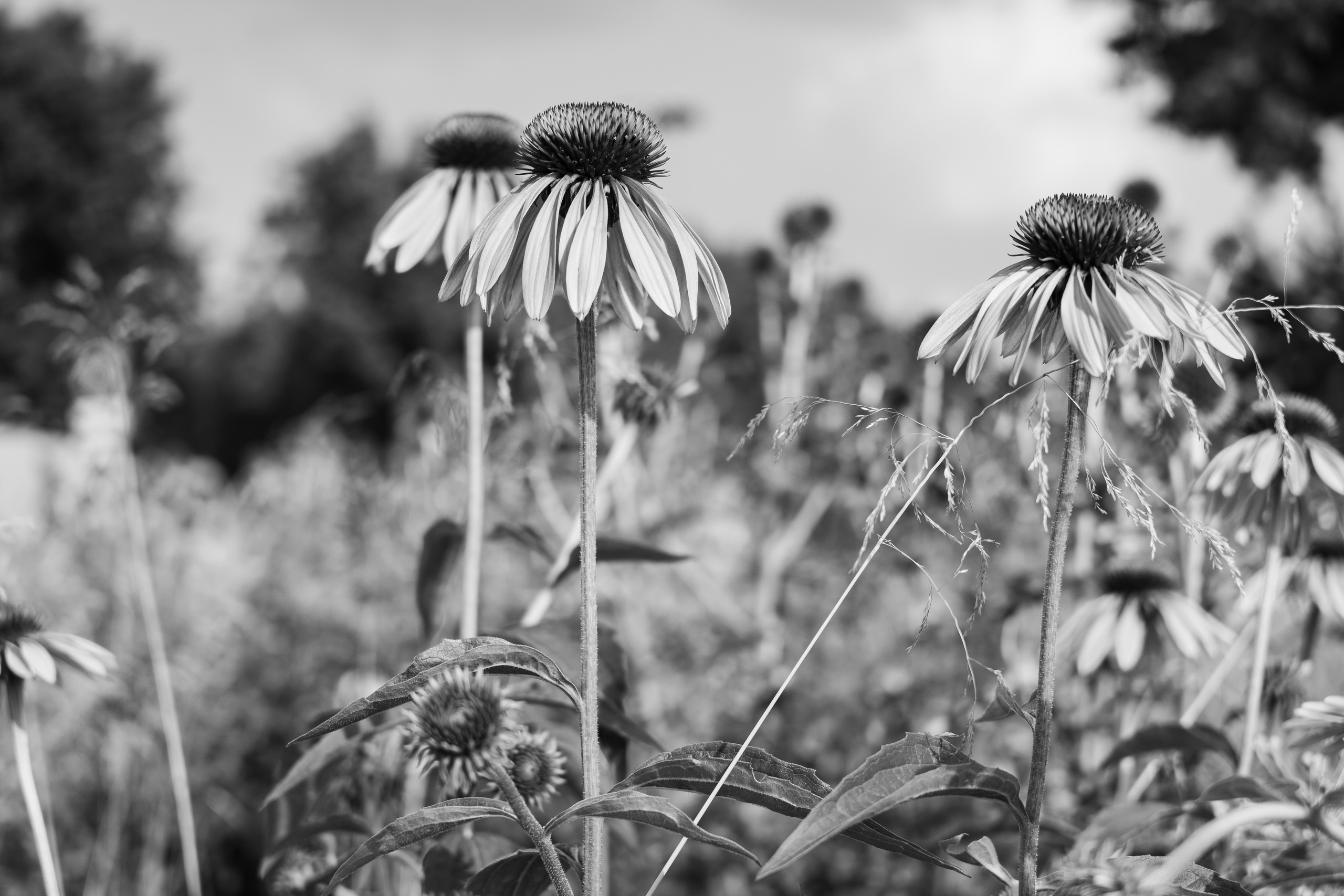 Летние цветы в парке в Лужниках