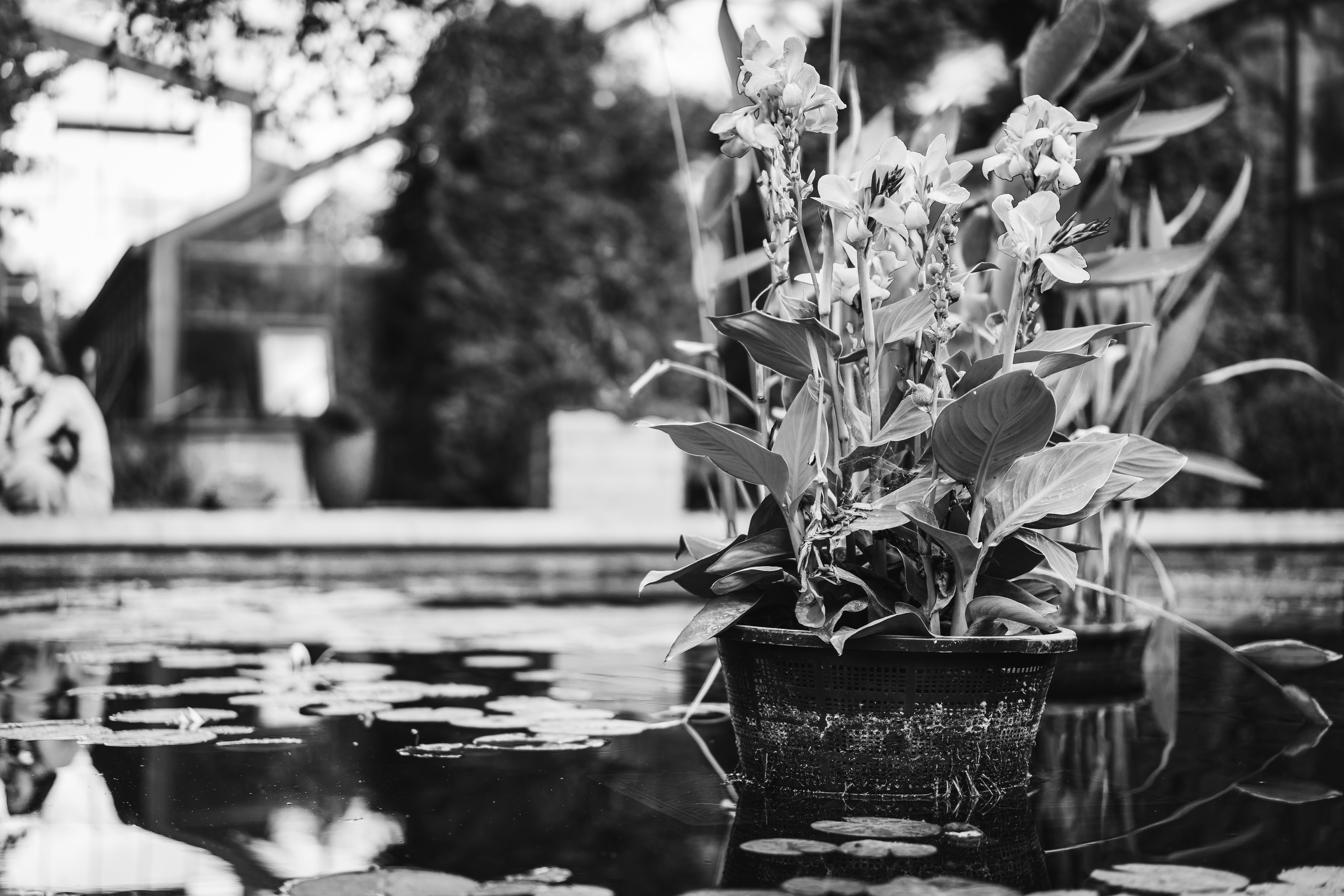 Пруд в Аптекарском огороде в Москве