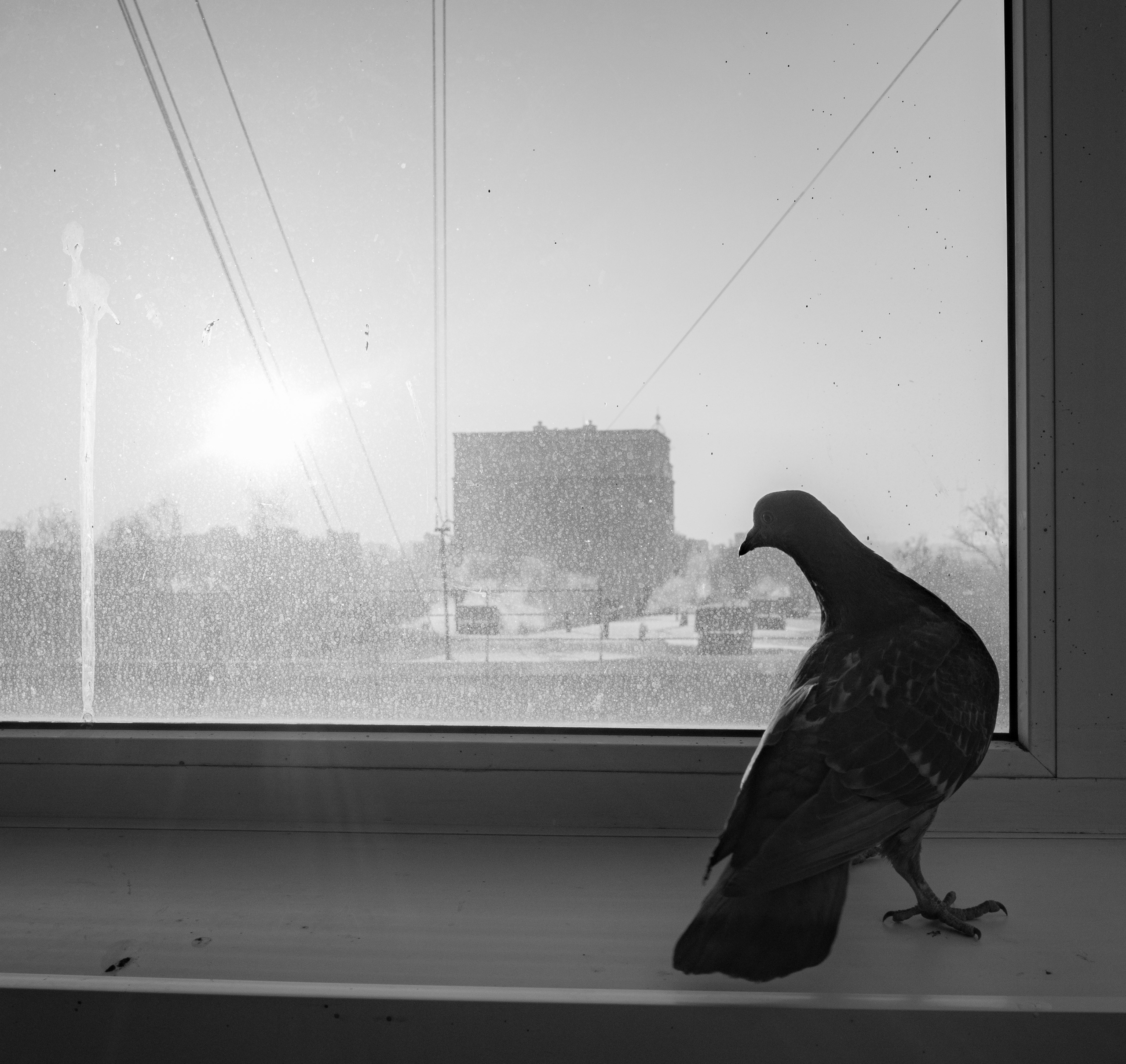 Feathers Against Concrete. StepanGerasimov