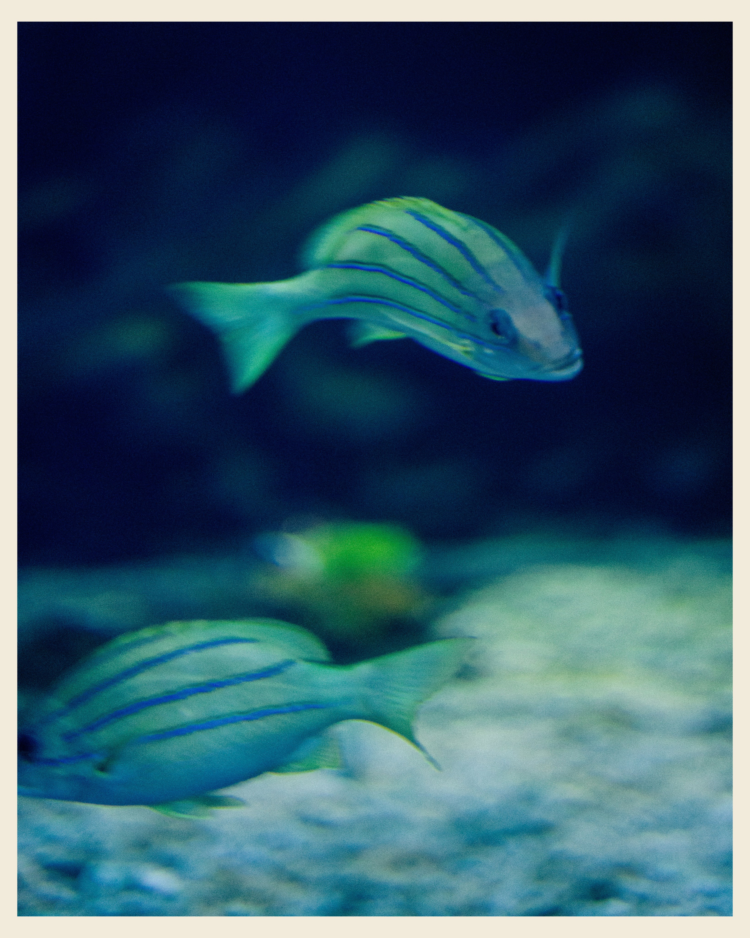 AILAND x VANO. Ivan Petrov photographer