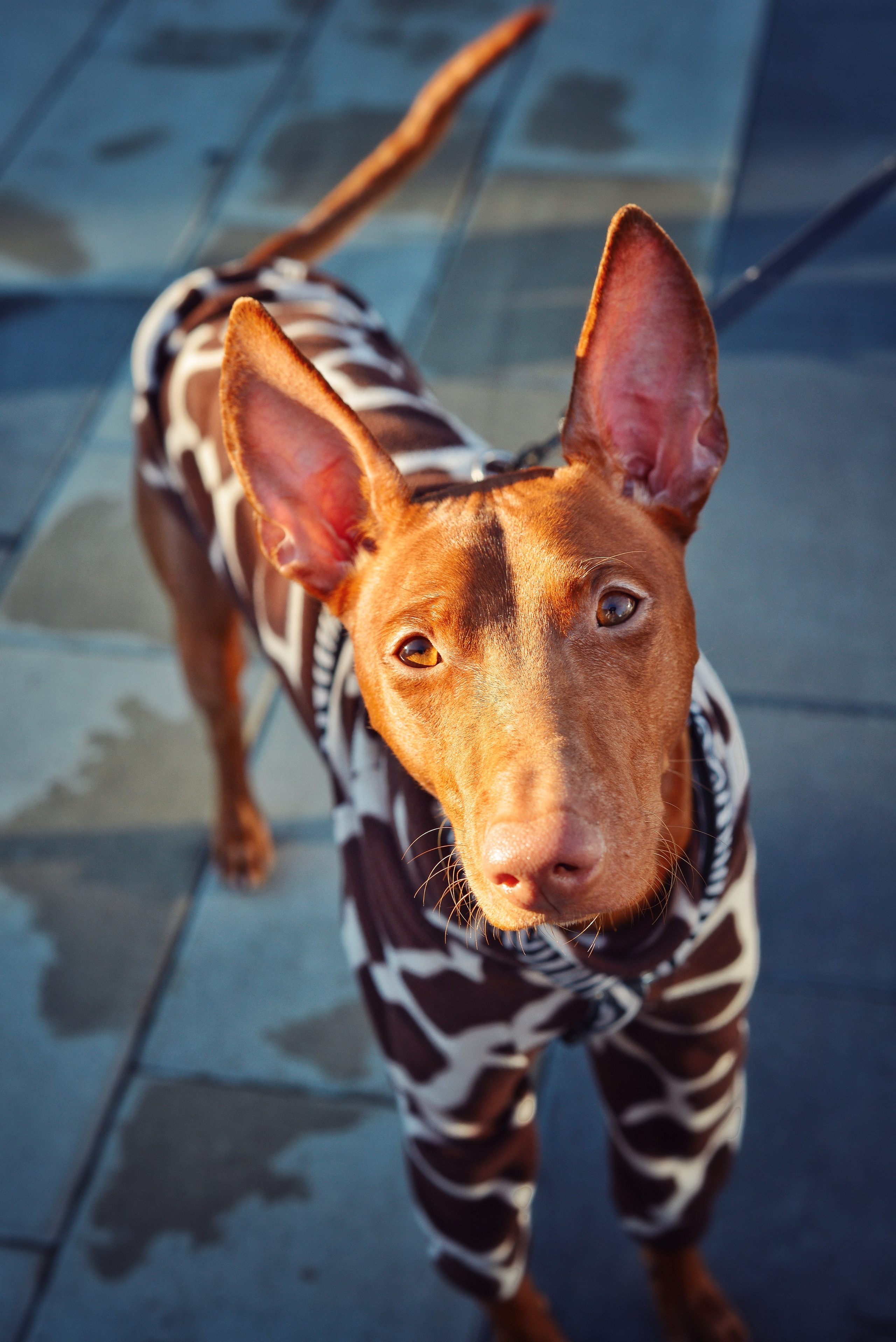 Животные. Фотограф • Елена Миронова