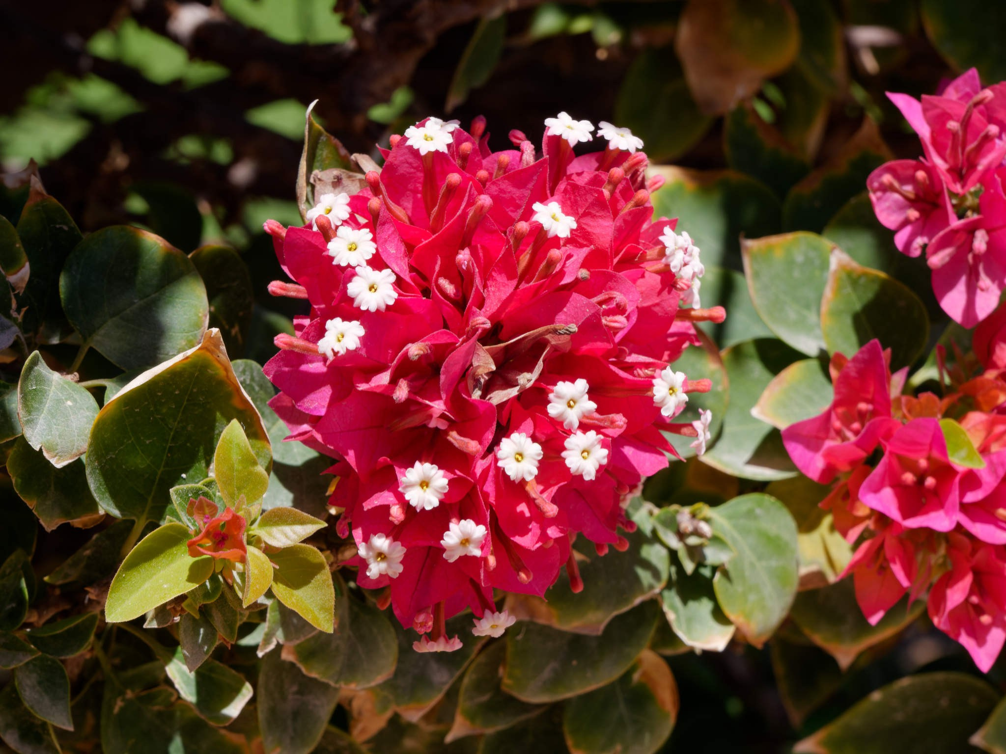 Шарм-эль-Шейх 2024. Избранные фотографии