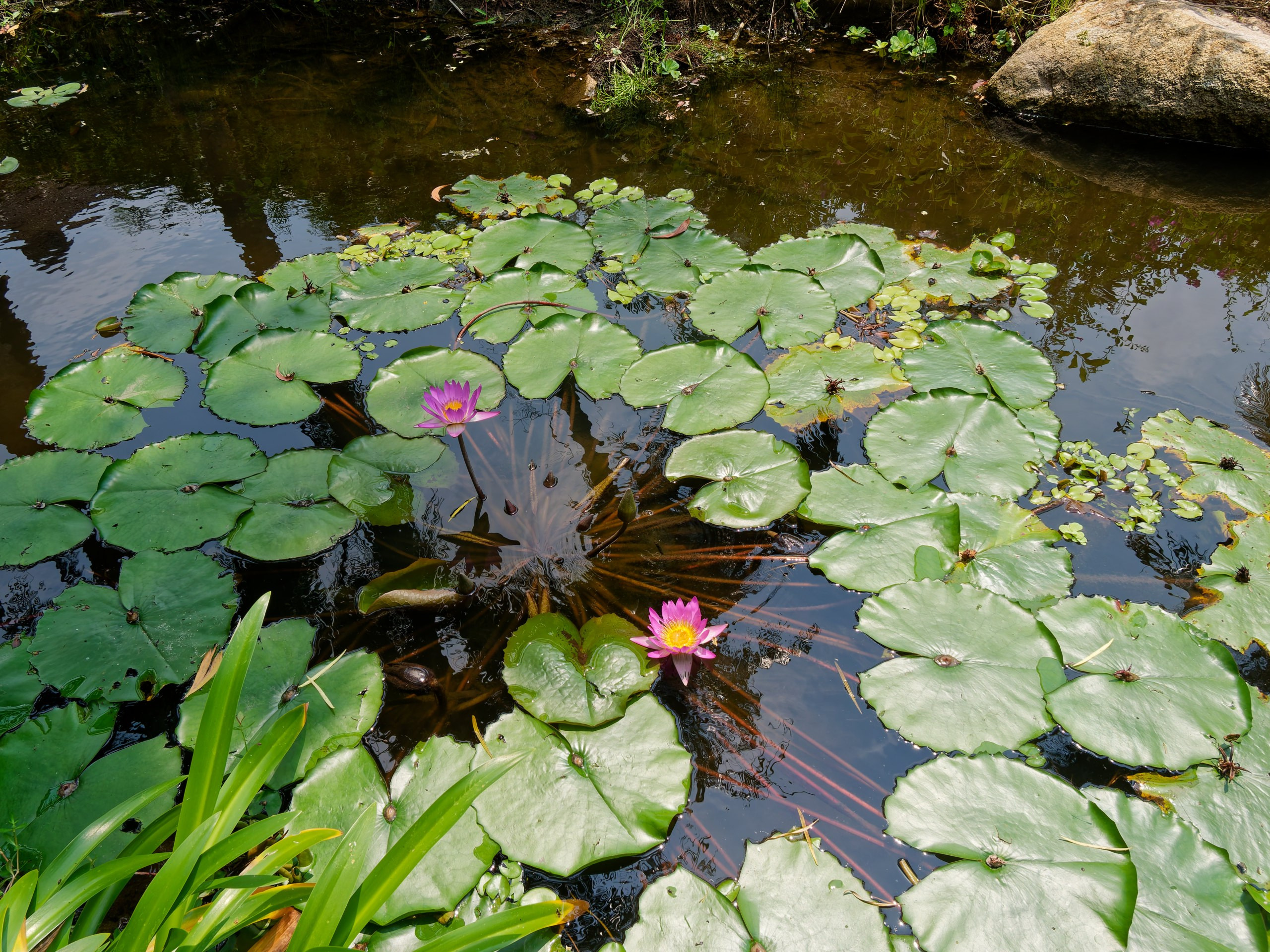 Хайнань 2026, флора, цветы и деревья. Фотопрогулки по Миру
