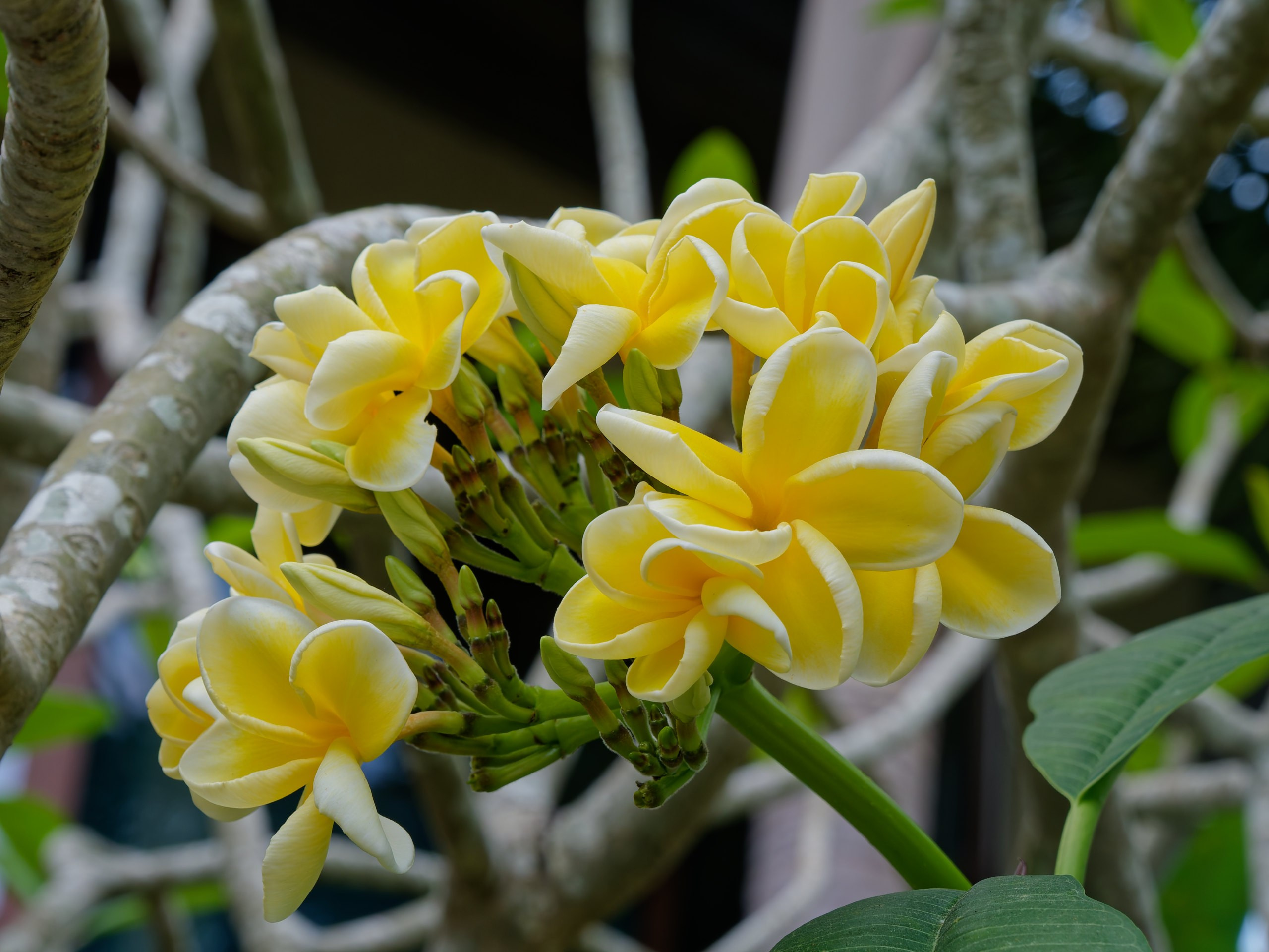 Хайнань 2026, флора, цветы и деревья. Фотопрогулки по Миру