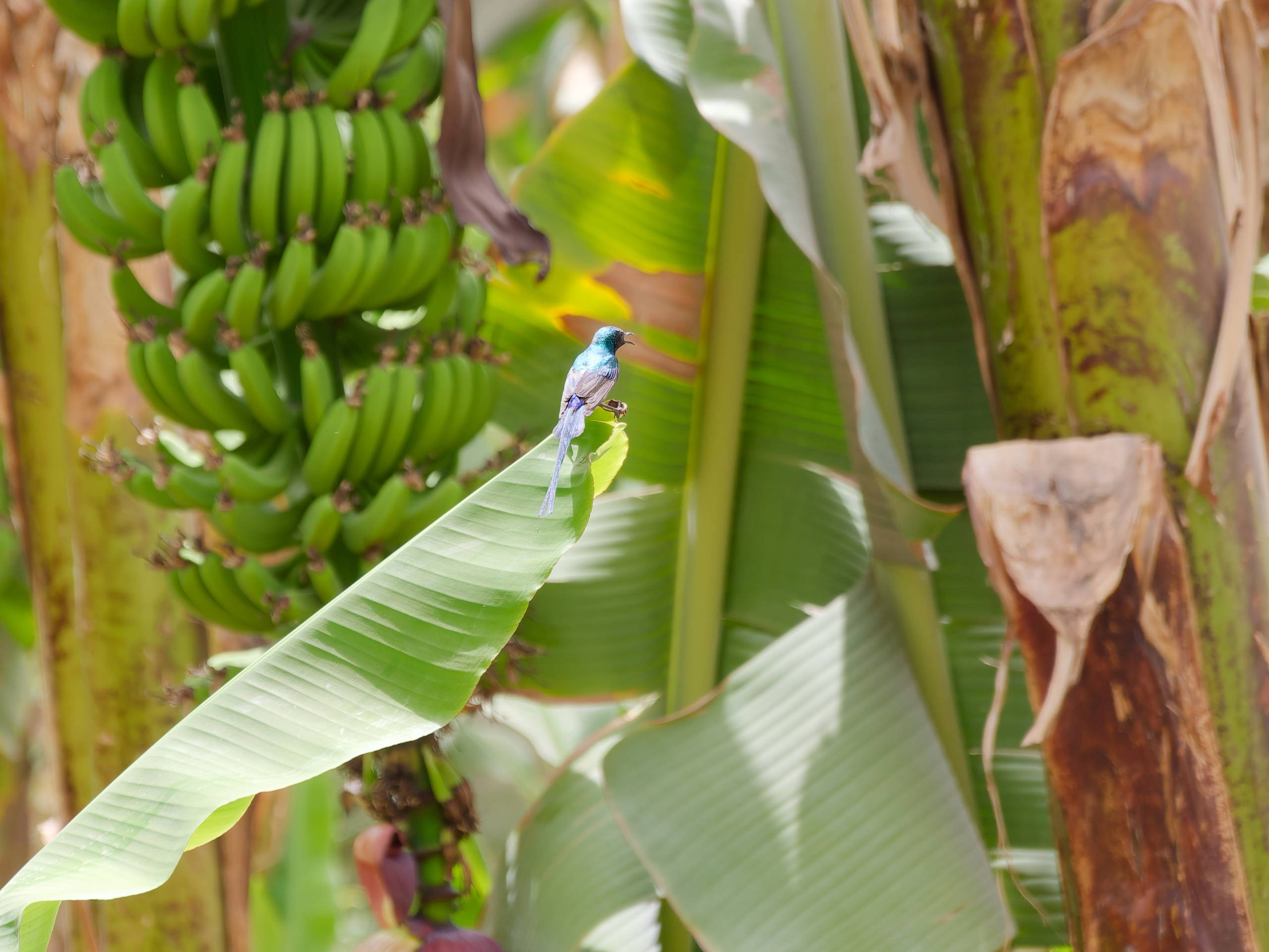 Луксор 2022, Нил, Долина царей. Избранные фотографии