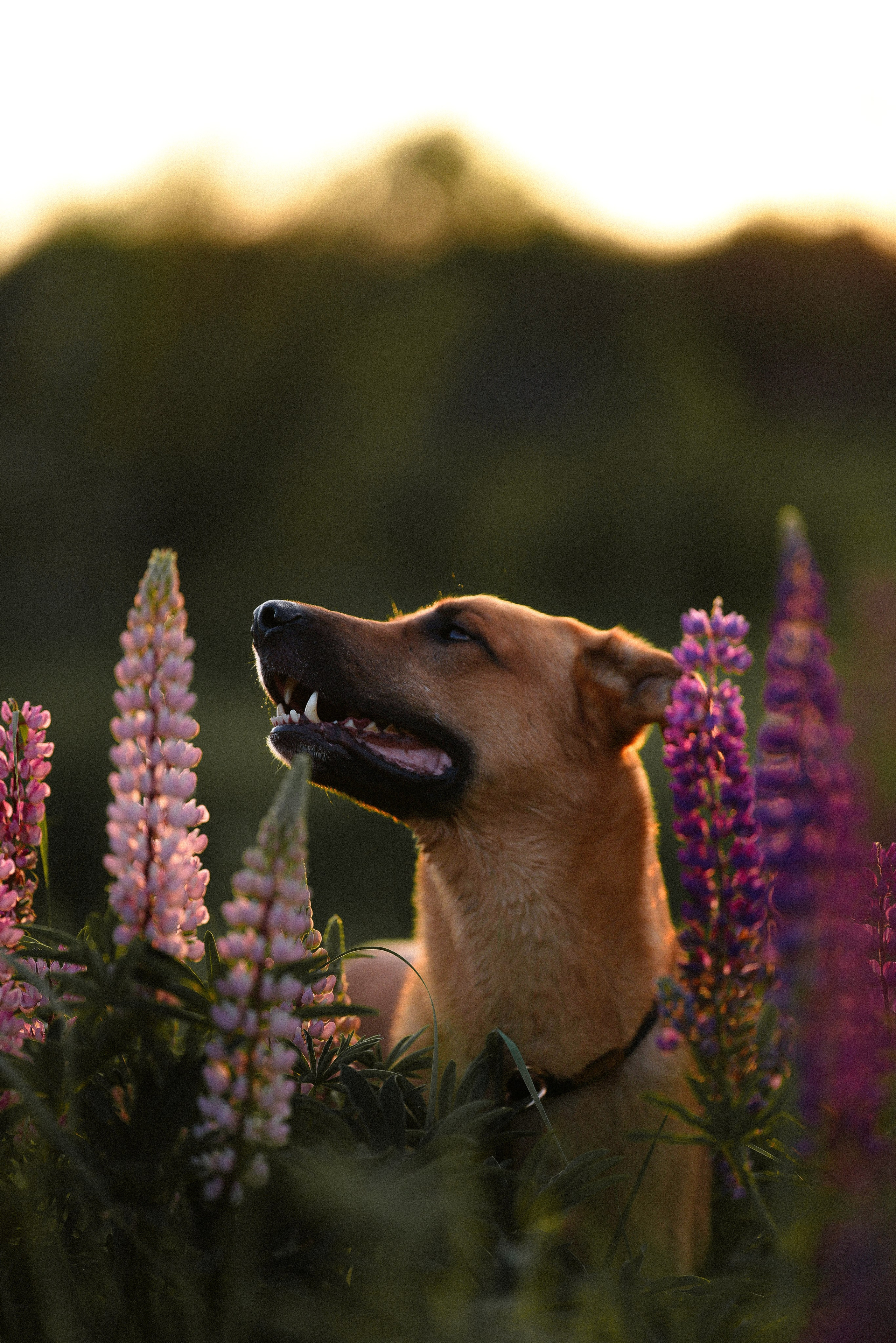 Тео и Гуччи. Фотограф и видеограф анималист Аганина Дарья