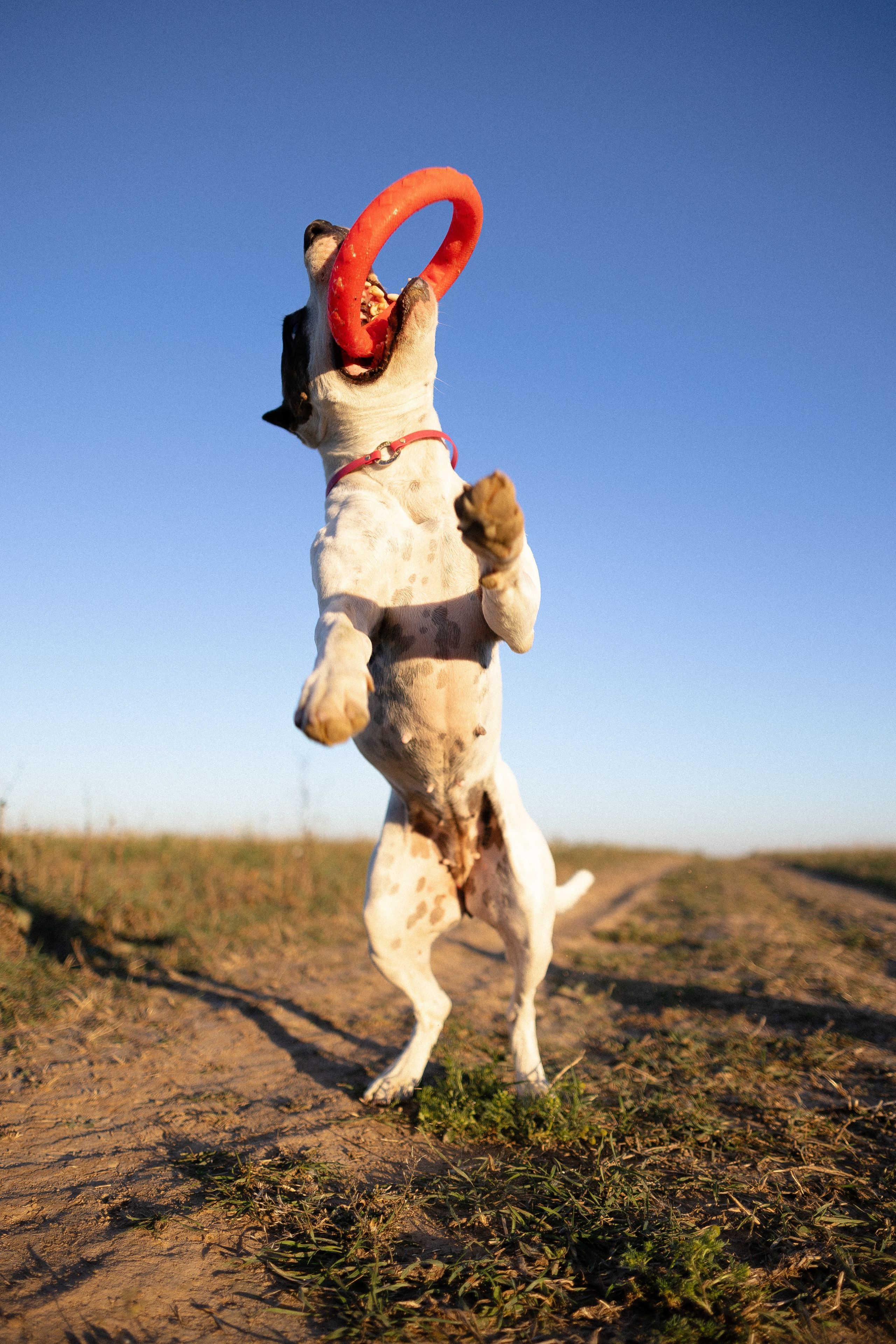 Женя, Афра и Молли. Фотограф и видеограф анималист Аганина Дарья