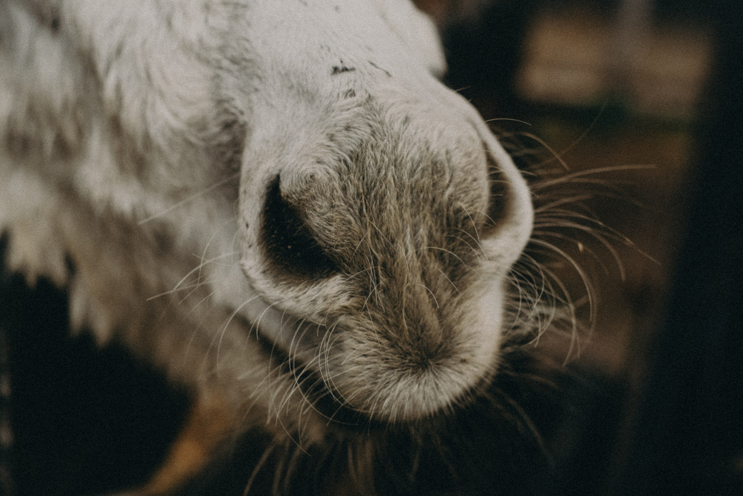 Сирин. Anita_photo