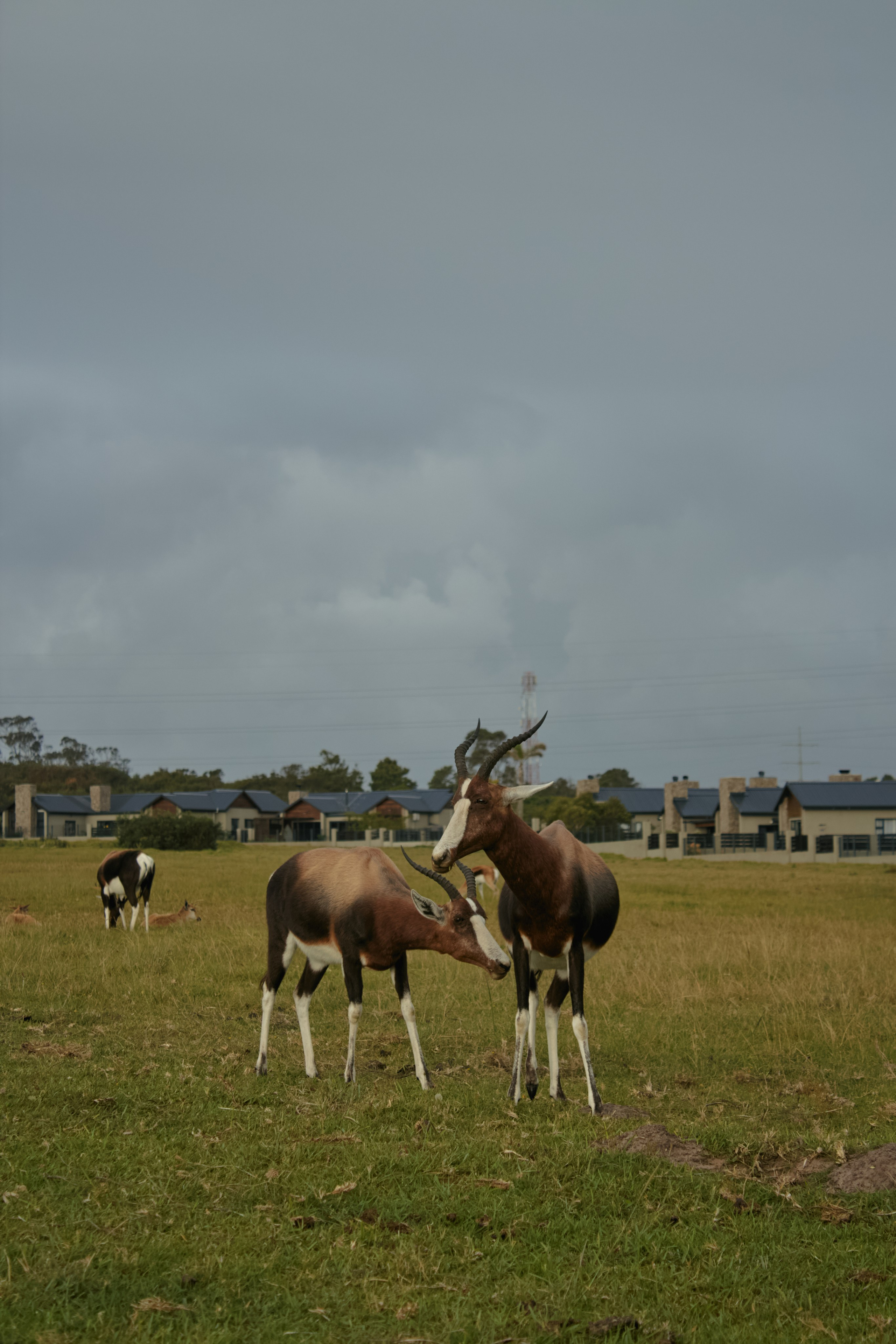 ЮАР. Профессиональный Фотограф во Владимире, в Москве и в Суздале — Полина Романычева