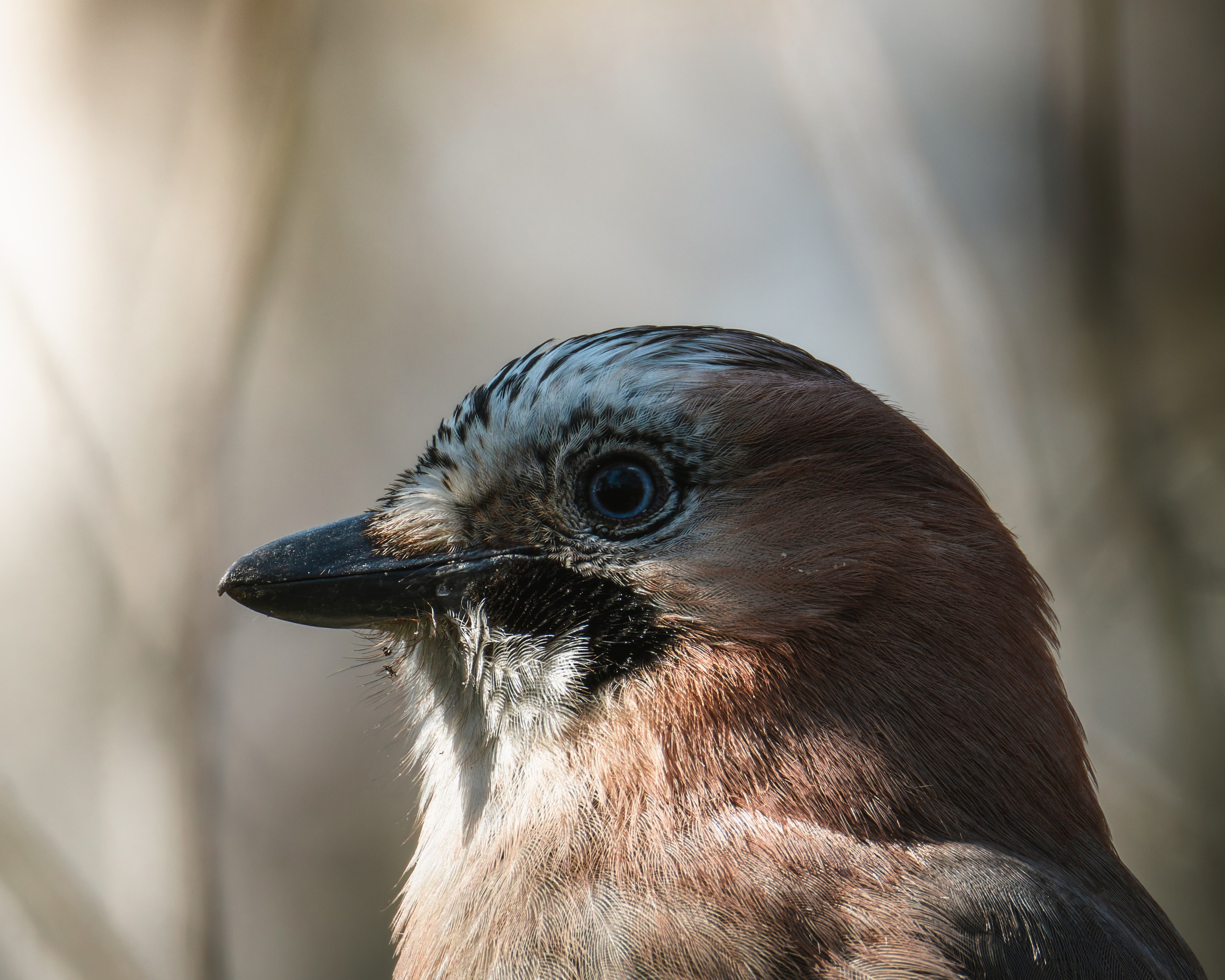 Voronezh 2025. Anton Chernov | Wildlife photographer