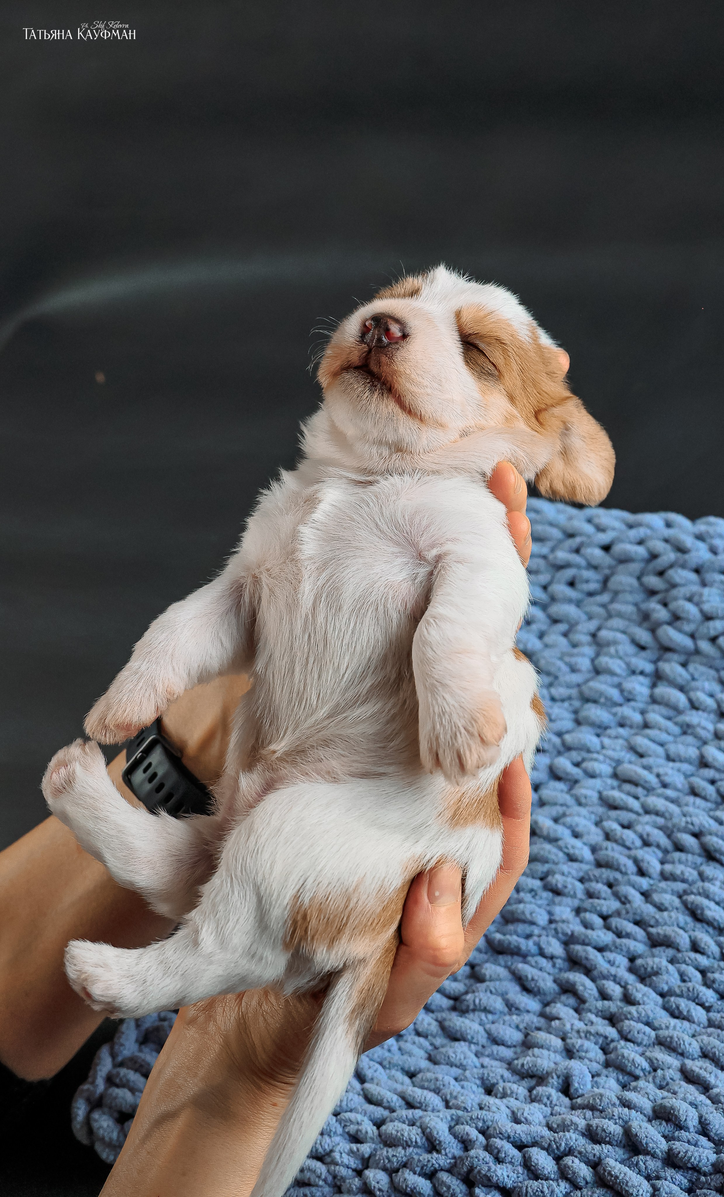 Малые вандейские бассет гриффоны. PVBG. Petit vandeen basset griffon, щенки в новосибирске. Питомник White Rivendel