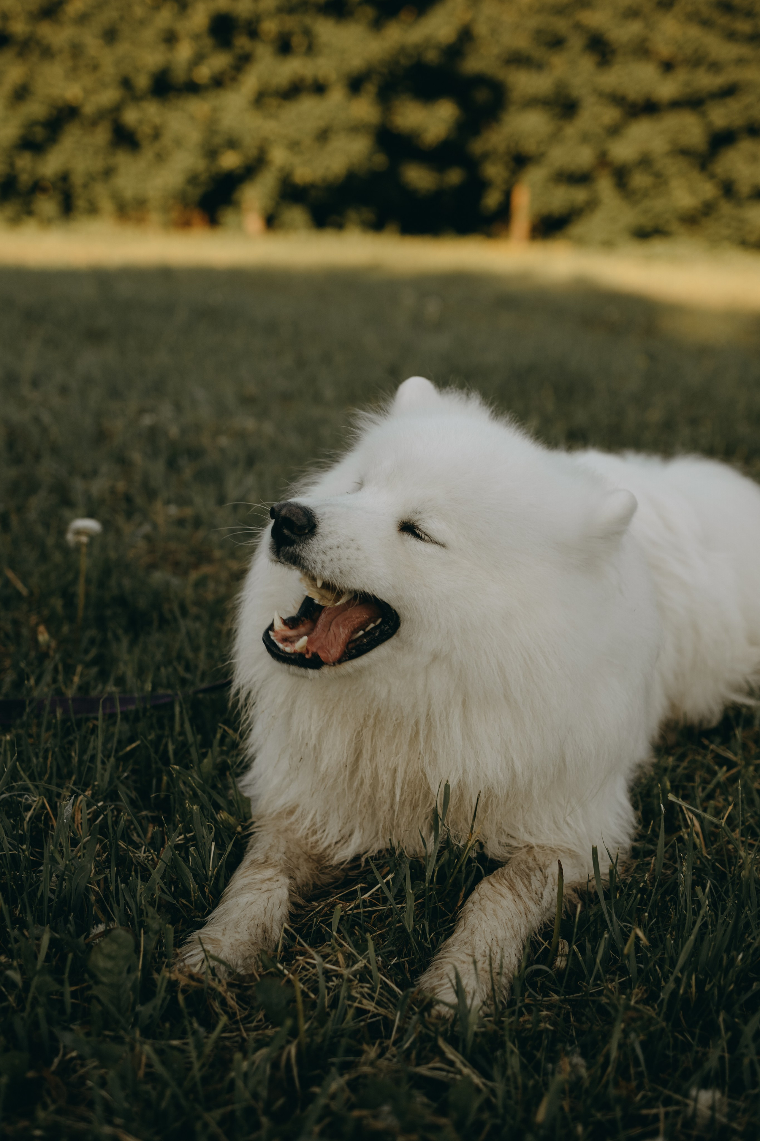 Танго и его семья. Фотограф — Анималист | Санкт-Петербург