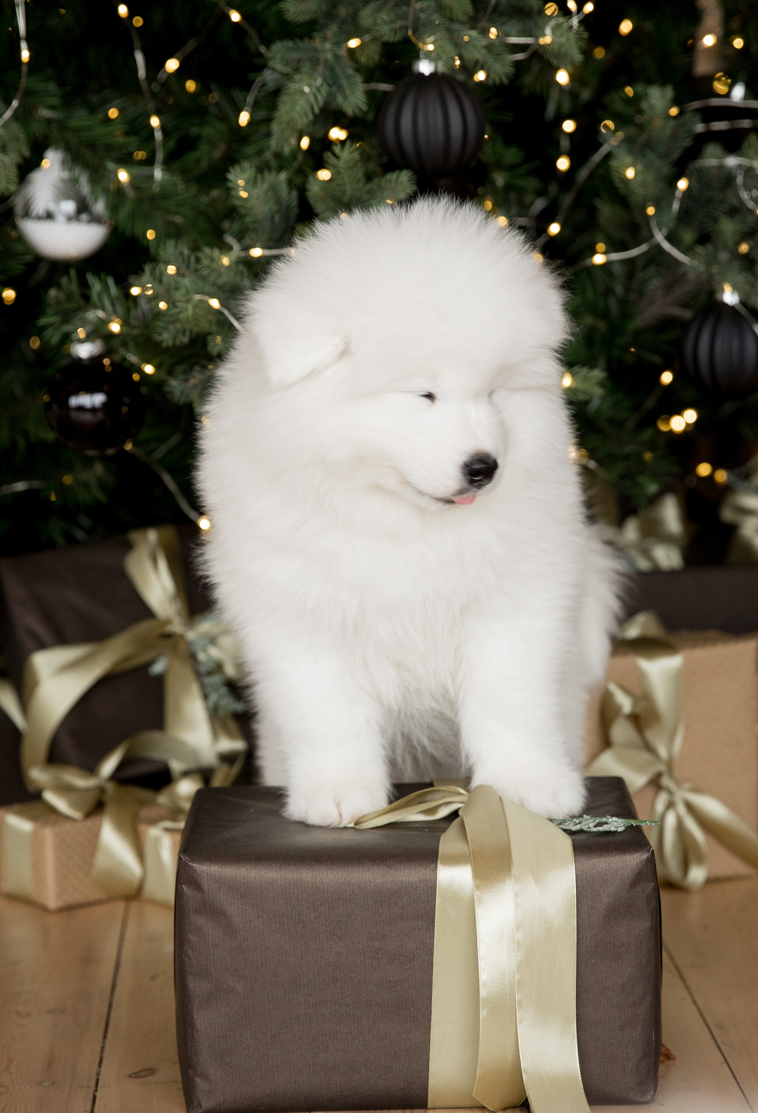 Помет «К» 17.09.2021 д. р. Самоед Новосибирск